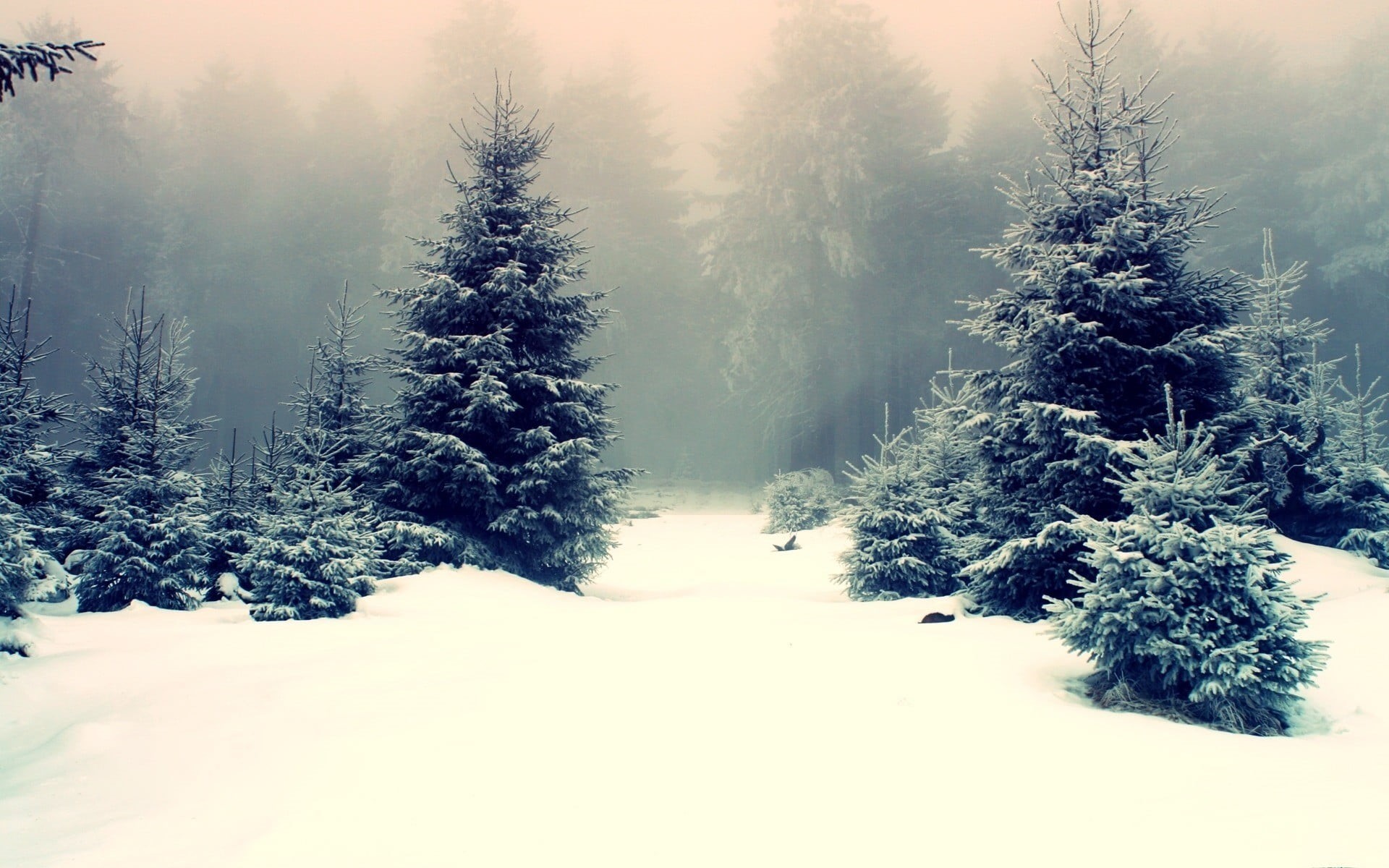 green, land, cold temperature, fir tree, pine trees, snowcapped mountain, landscape, tree, woodland, nature, frozen, snow, beauty in nature, coniferous tree, HD Wallpaper