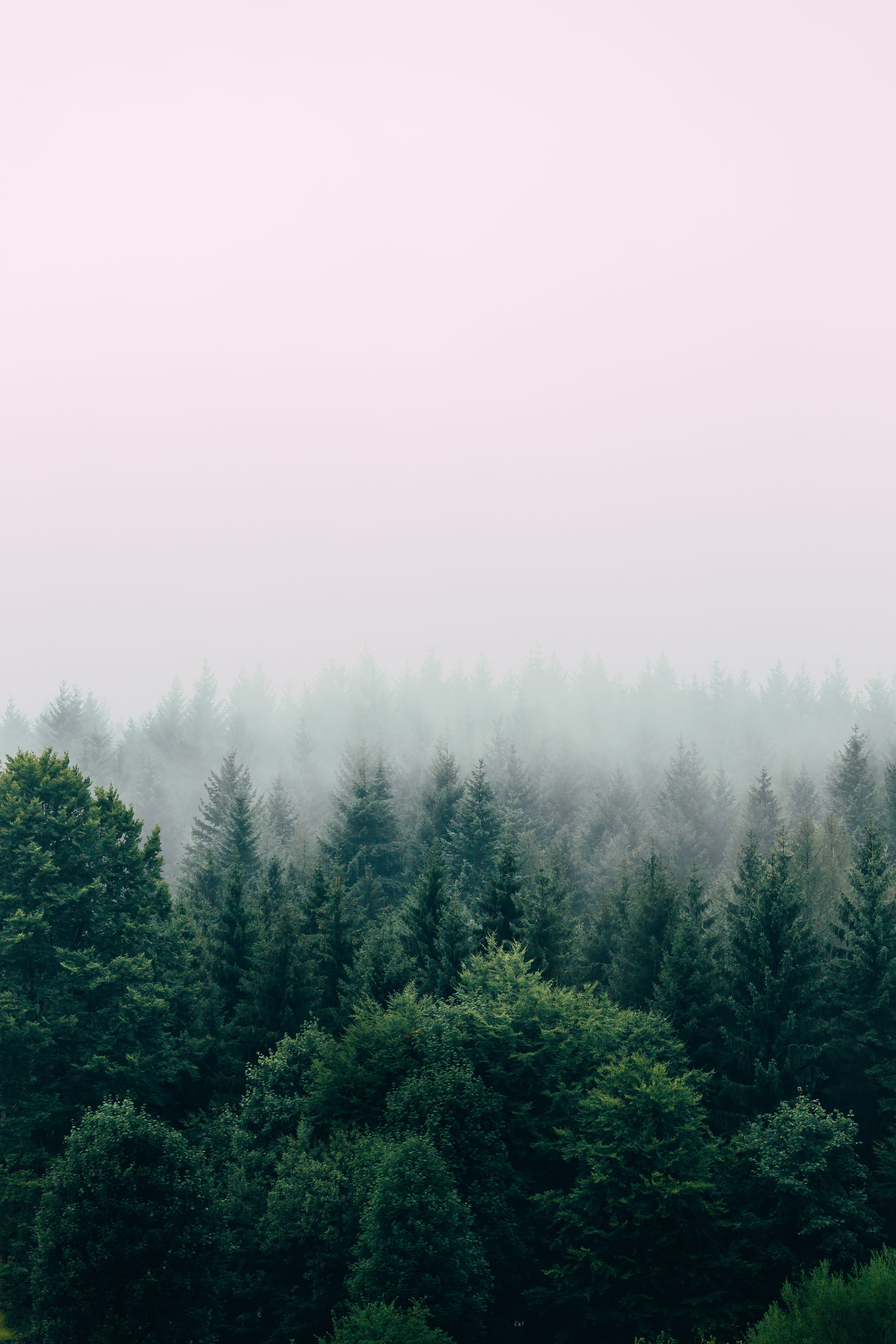pine tree, scenics - nature, no people, aerial, land, fog, covered, plant, mountain, 5K, srbija, autumn, green, woodland, forest, tranquil scene, pine woodland, Phone HD Wallpaper