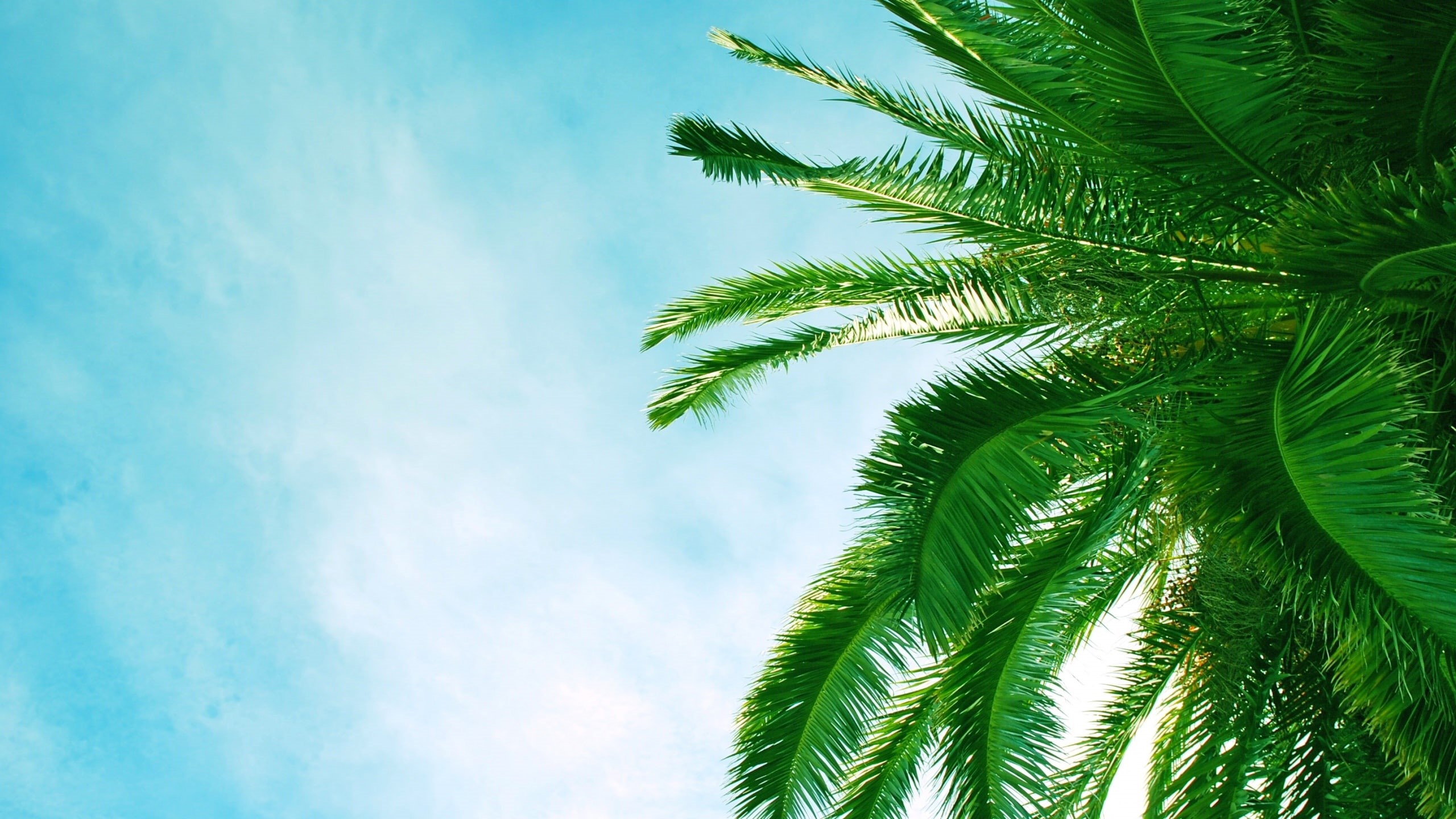 palmera, cielo, 2K, hojas, naturaleza, HD Wallpaper