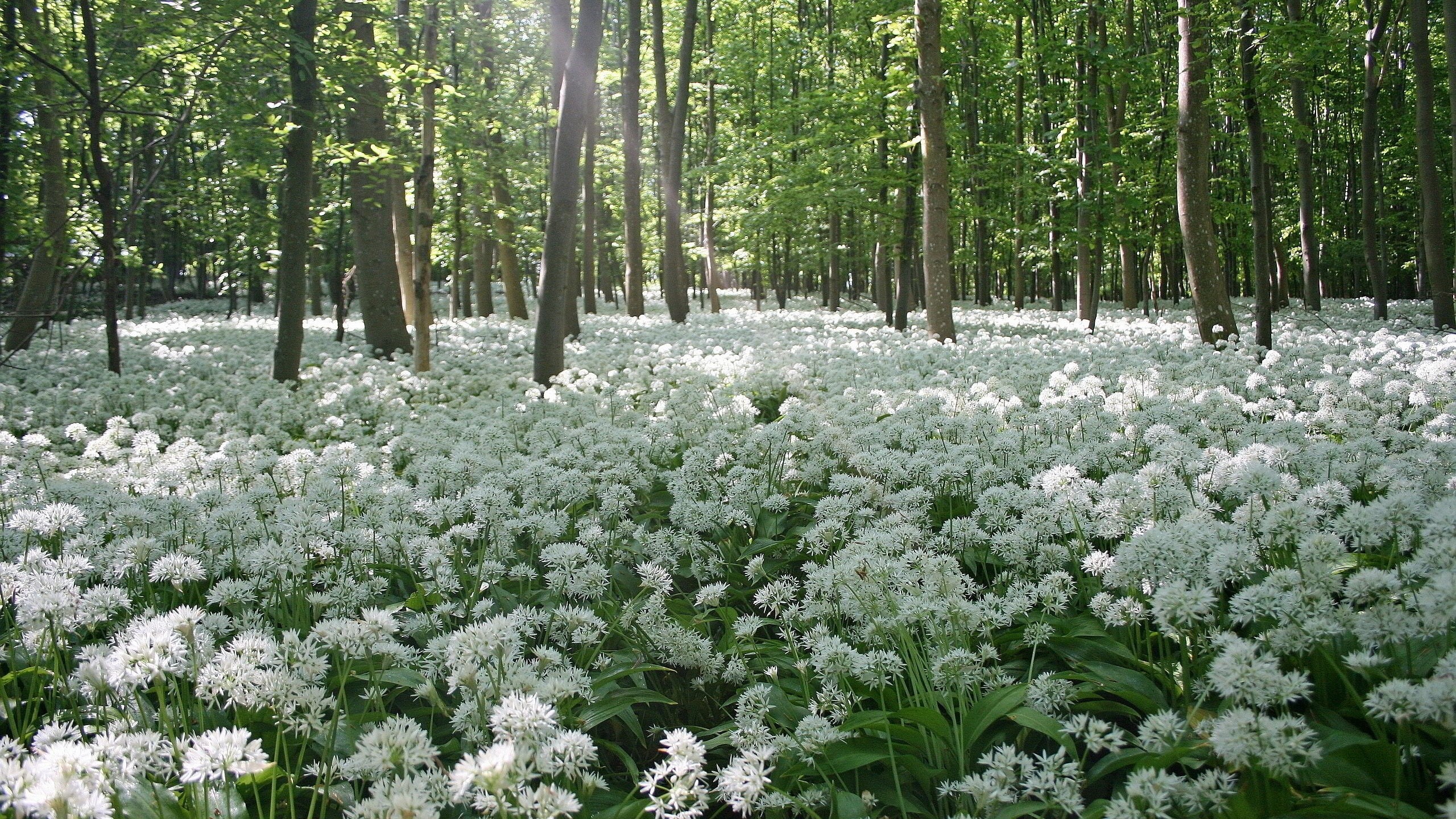 naturaleza, flores, bosque, blancas, 2K, HD Wallpaper