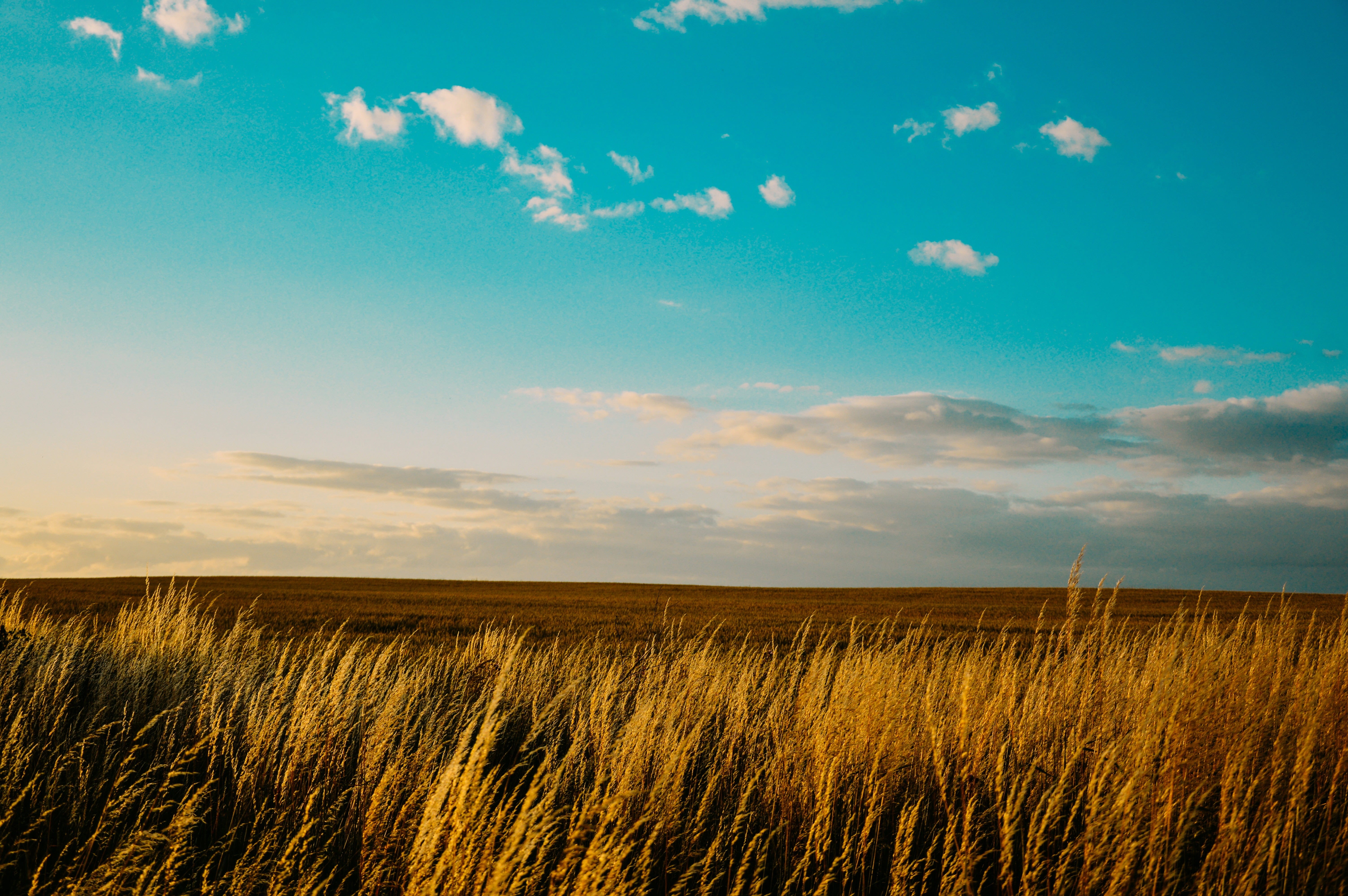 wheat, natural, sky, autumn, landscape, green, field, rural, cloud, countryside, tree, plant, spring, sunlight, sun, yellow, tranquil scene, meadow, nature, HD Wallpaper