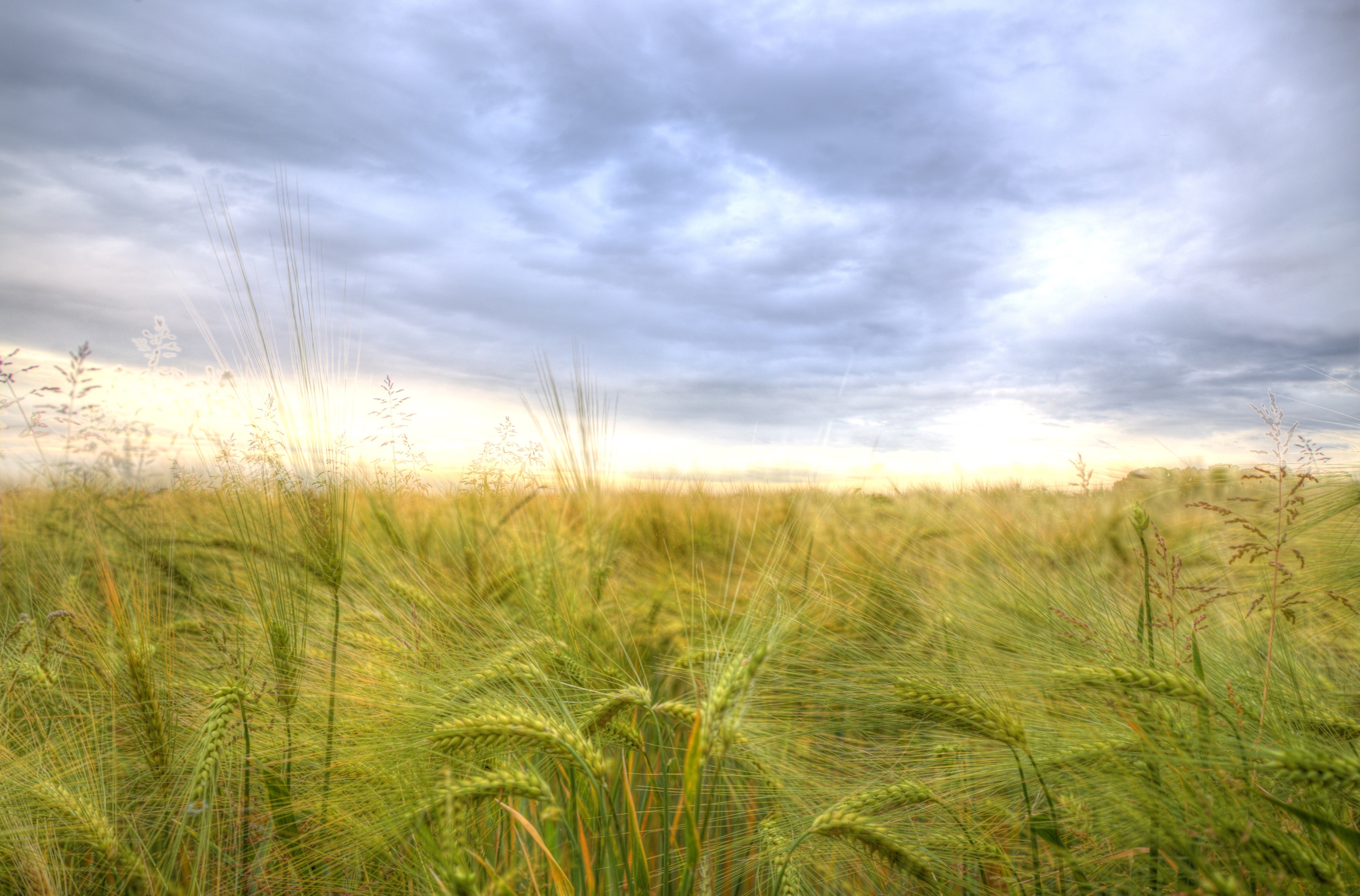 grass, nature, plant, Deutschland, landscape, rural Scene, photography, Barley, Grain, gray, sunset, Beautiful, Blue, sunlight, grass field, wheat, green grass, HD Wallpaper