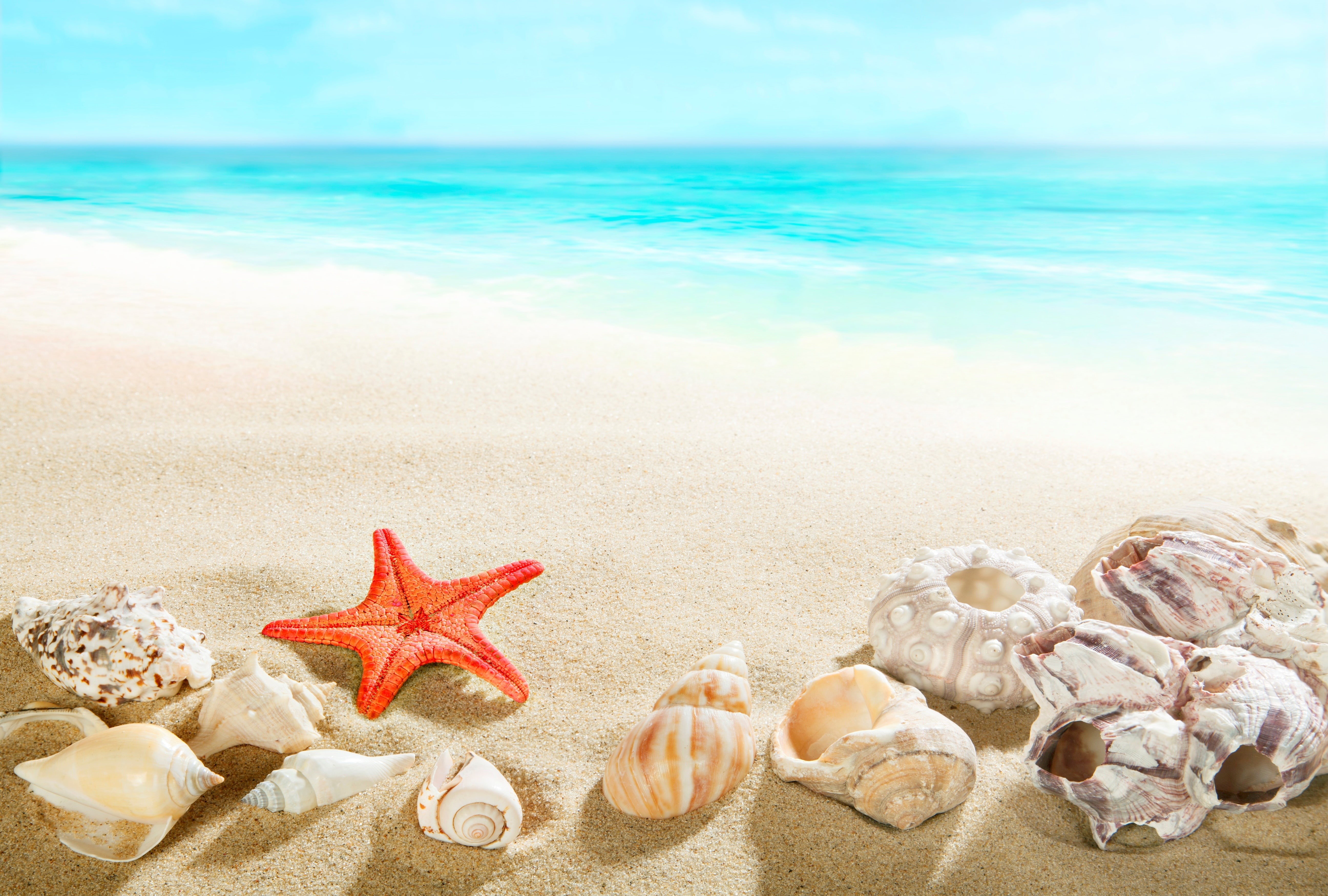 sand, sea life, undersea, 5K, blue, holiday, shells, shore, land, beauty in nature, marine, assorted, horizon over water, seashells, star shape, animal wildlife, HD Wallpaper