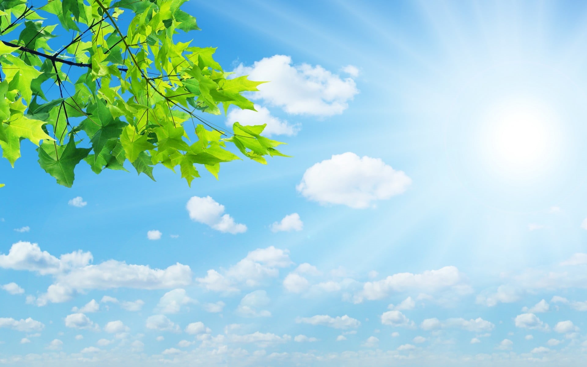 leaf, leaves, no people, green color, brightly lit, sunlight, tranquility, blue, bright, beauty in nature, leafed, sun, outdoors, day, growth, sky, nature, HD Wallpaper