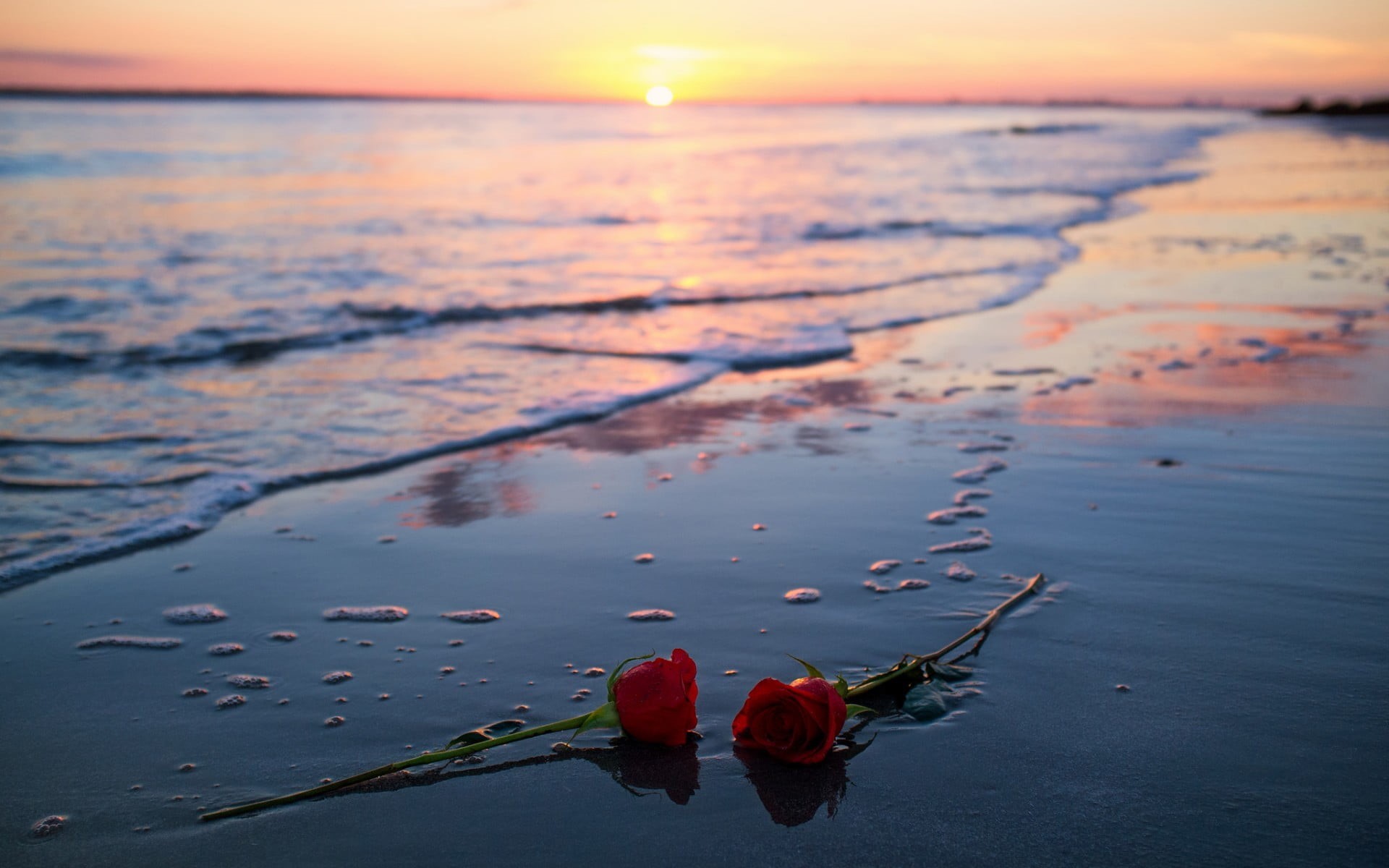plant, sunset, close-up, outdoors, tranquility, sea, no people, roses, orange color, 1080P, scenics - nature, land, beach, horizon over water, two, flowering plant, HD Wallpaper