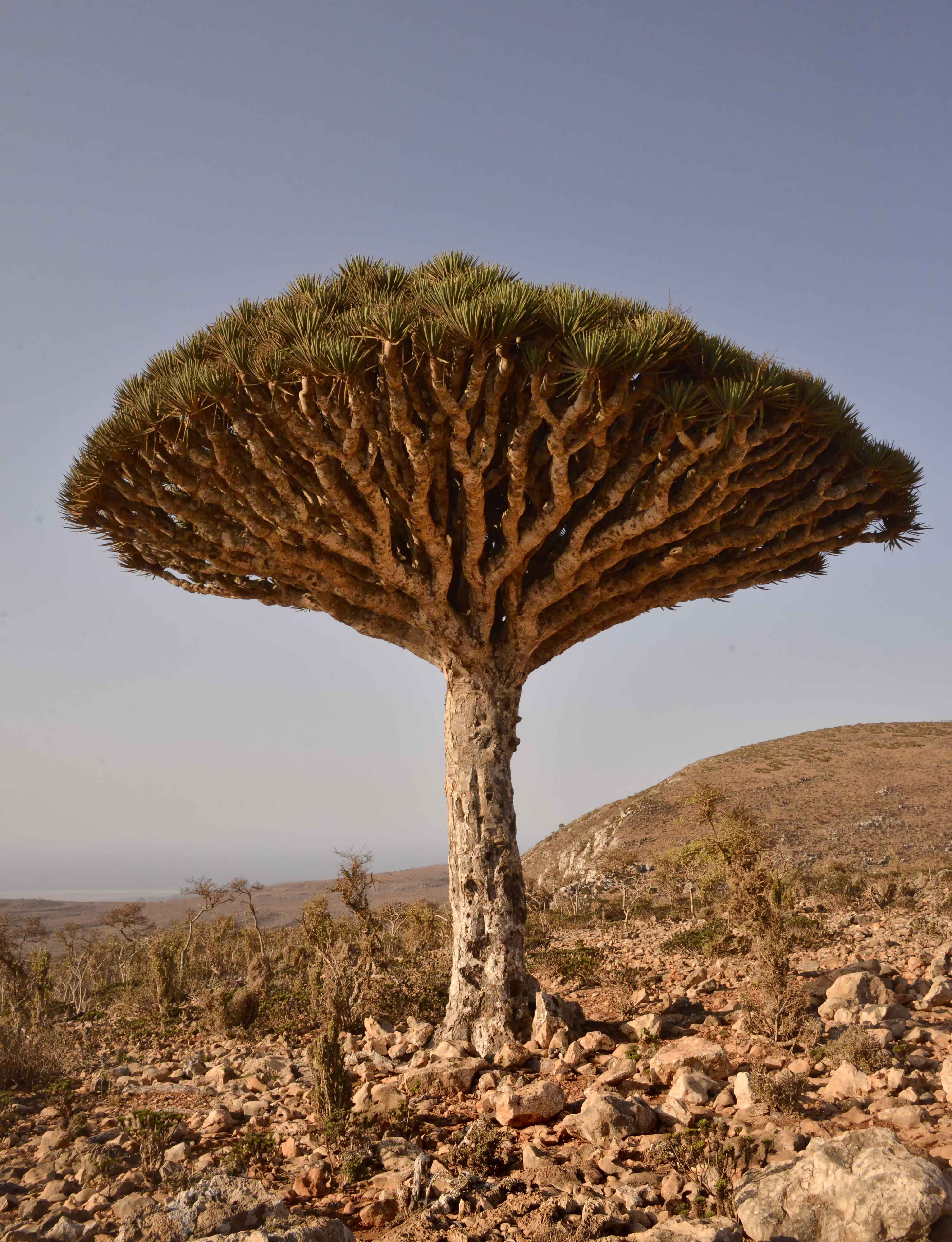 sunlight, nature, Dragons Blood Tree, desert, Socotra Island, Socotra  Island, Dragons  Blood  Tree, landscape, tree, 5K, dry, Yemen, safari, Phone HD Wallpaper