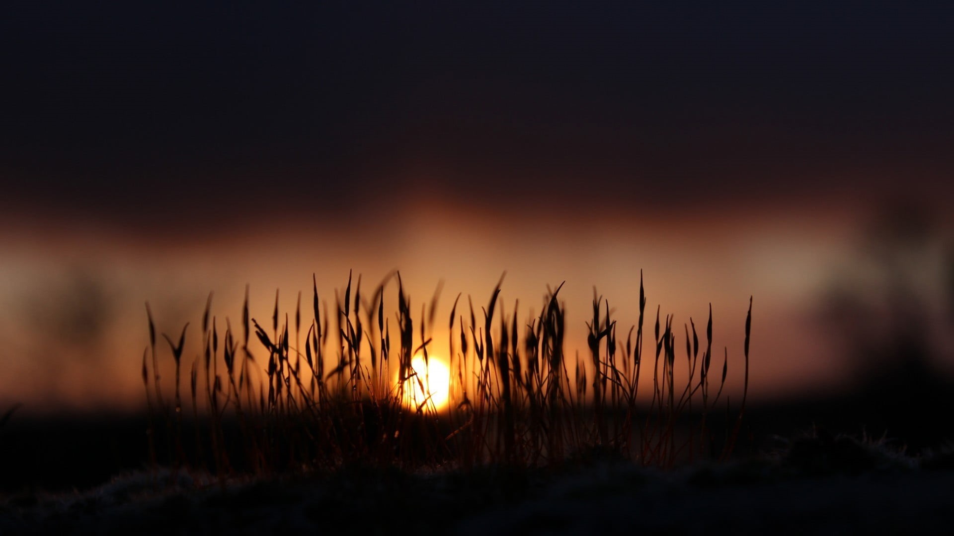 tranquility, silhouette, cloud - sky, beauty In Nature, outdoors, sunset, night, close-up, heat - Temperature, season, sky, yellow, growth, tranquil Scene, HD Wallpaper