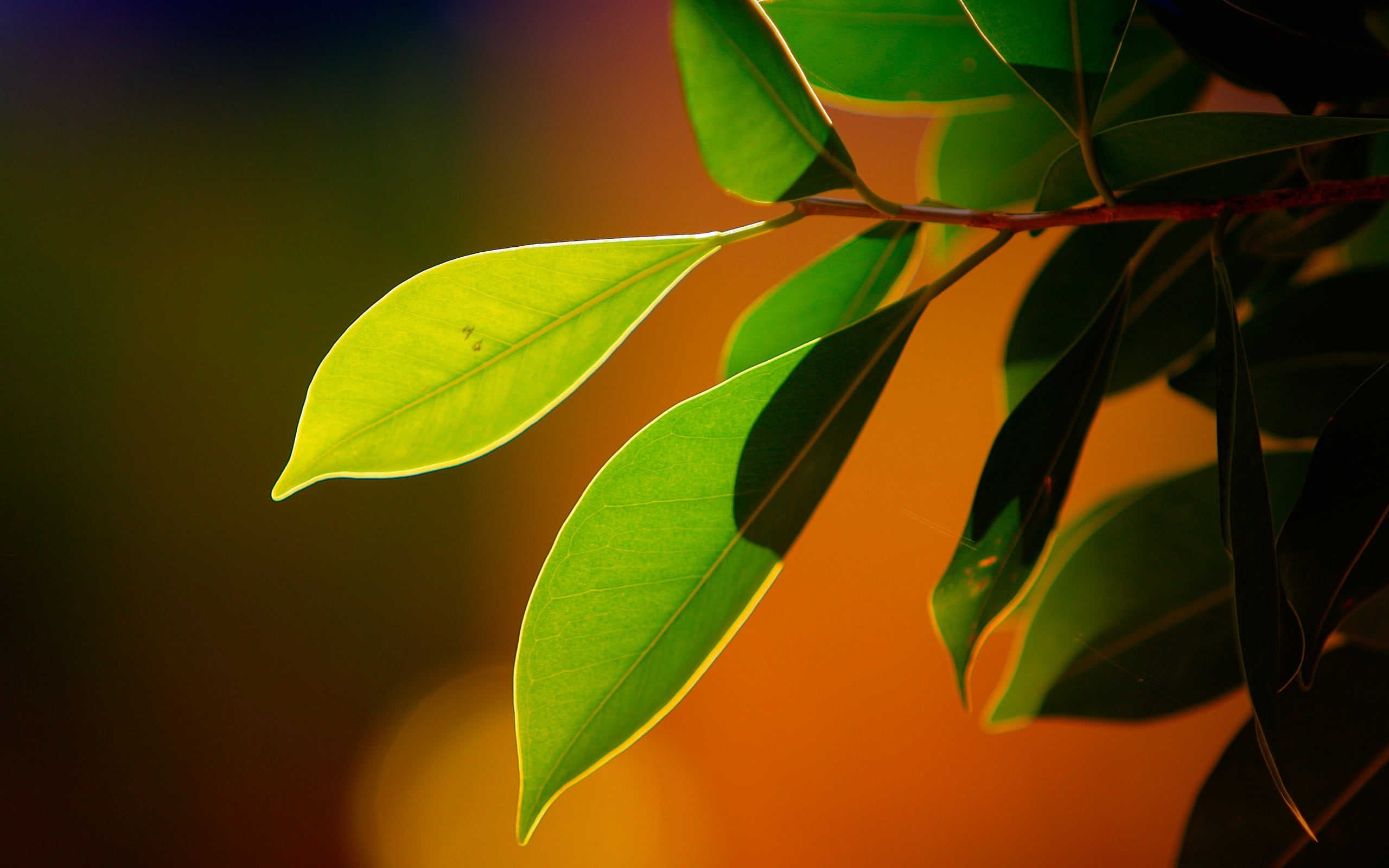 plants, growth, outdoors, sunlight, leaves, plant part, abstract, leaf, plant, macro, studio shot, focus on foreground, green, backgrounds, nature, bokeh, HD Wallpaper