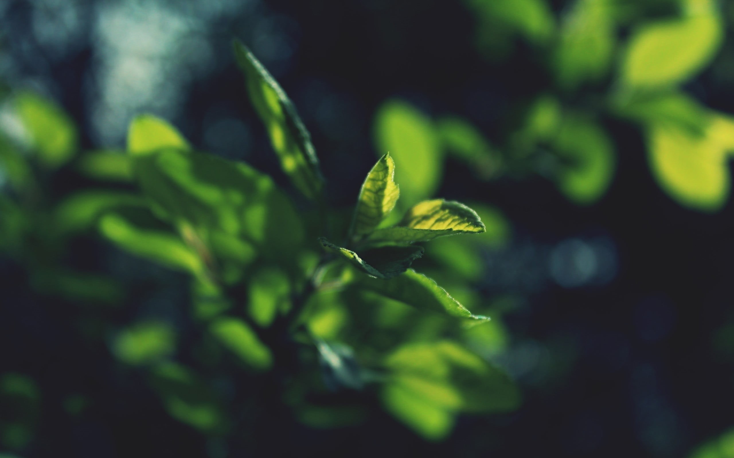 plant, macro, freshness, bush, leaves, tree, leaf, backgrounds, season, focus, plant part, leafed, beauty In Nature, new Life, bokeh, food and drink, green, HD Wallpaper