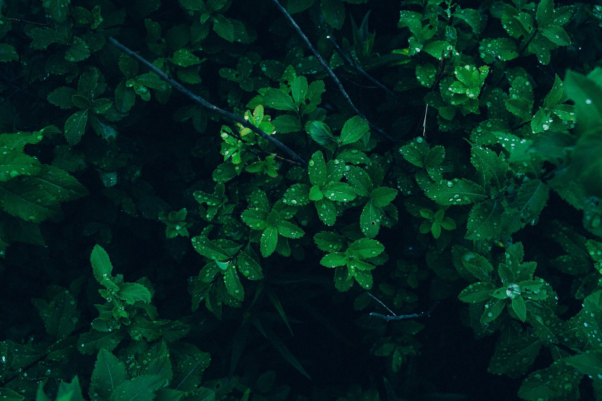 field, wellbeing, growth, outdoors, morning, plant, leaves, full frame, wet, leaf, food and drink, high angle view, no people, raining, day, food, rain drops, HD Wallpaper
