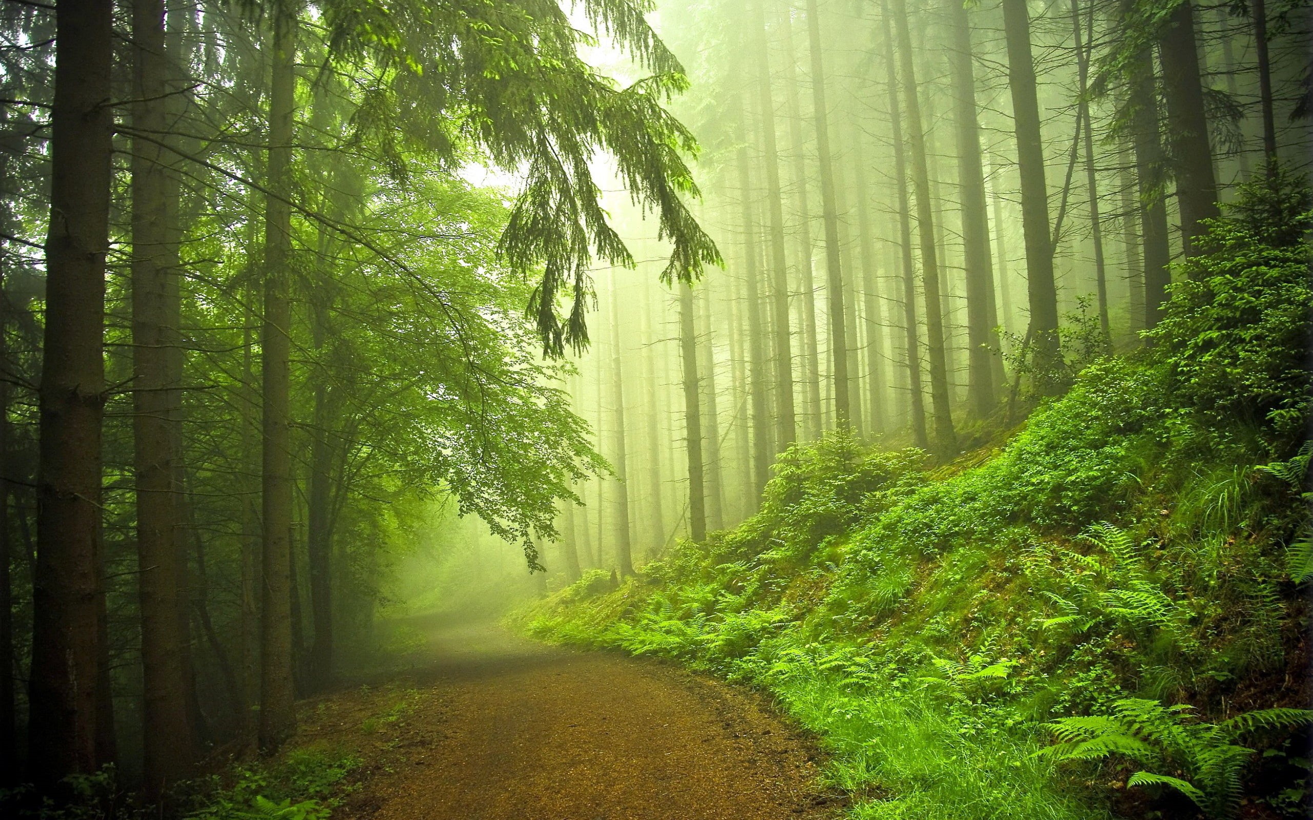 Scenery, green, green color, leafed, the way forward, beauty in nature, 2K, woodland, land, plant, scenics - nature, no people, fog, forest, growth, tranquility, HD Wallpaper