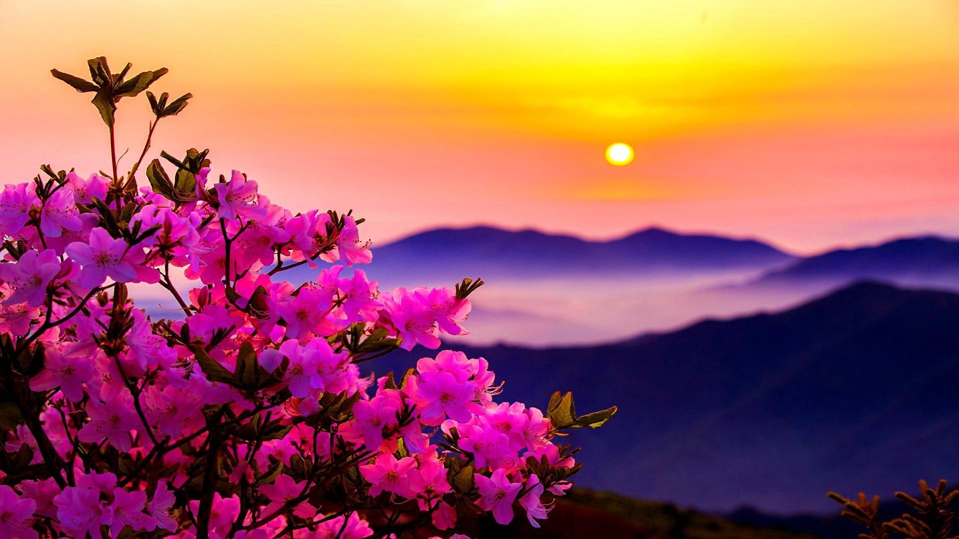 mountains, 1080P, sunset, sun, flowers, flower, morning, pink, HD Wallpaper