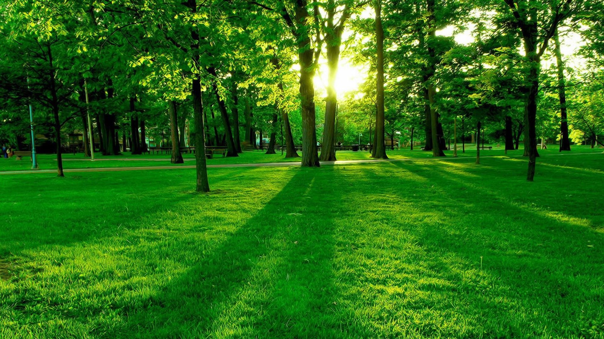 1080P, grassland, sunrise, grass, tree, forest, woodland, sunlight, morning, nature, path, green, lawn, HD Wallpaper