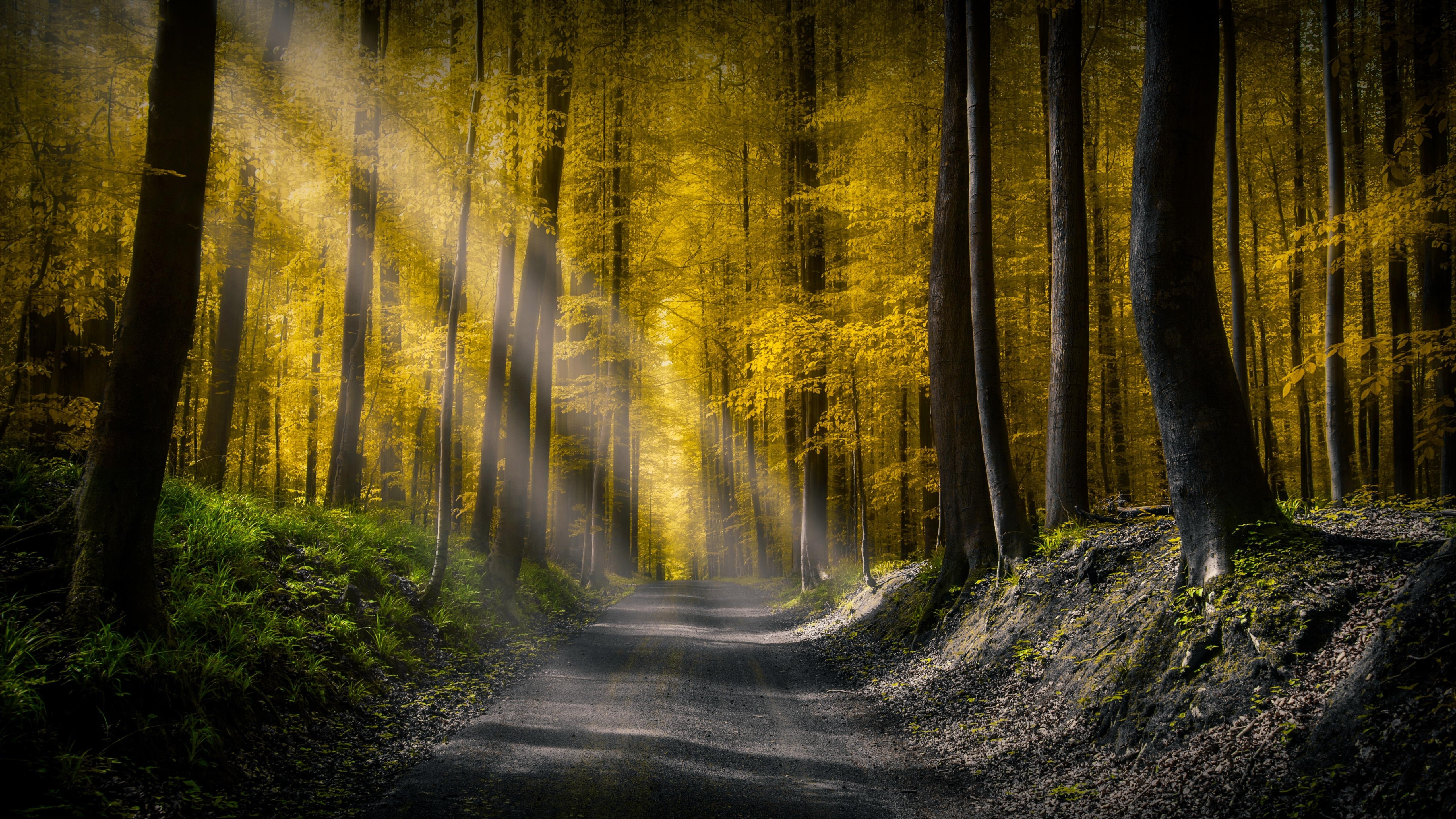 sun ray, forest, 5K, 5k, road, autumn, sunlight, woodland, sunbeam, 5k uhd, yellow leaves, HD Wallpaper