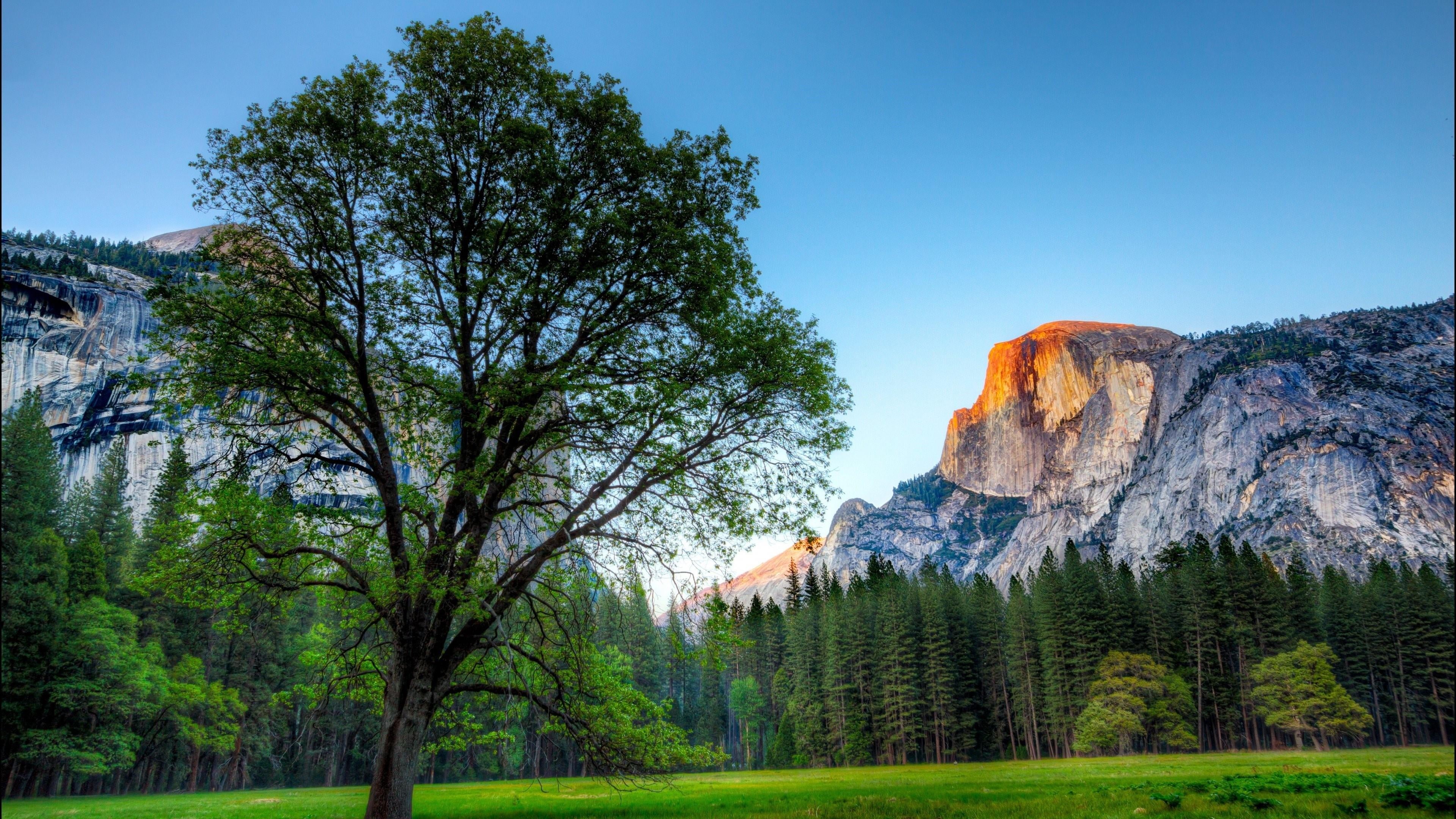 landscape, forest, america, land, solid, rock, tranquil scene, mountains, travel destinations, meadow, plant, 4K, sunrise, formation, coniferous tree, HD Wallpaper