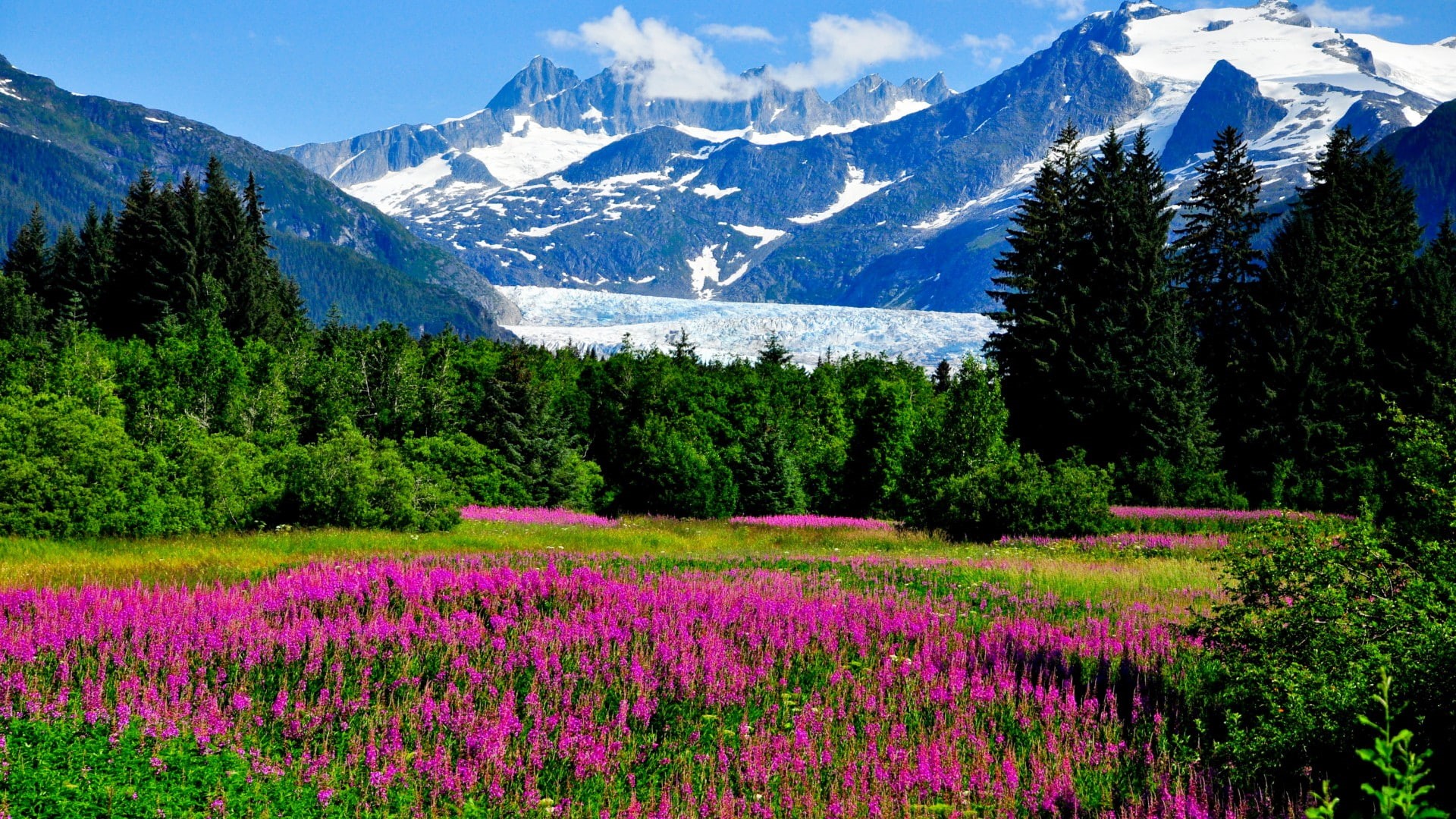 field, landscape, alaska, flowers, cliffs, 1080P, pink, mountains, nature, glaciers, loosestrife, HD Wallpaper