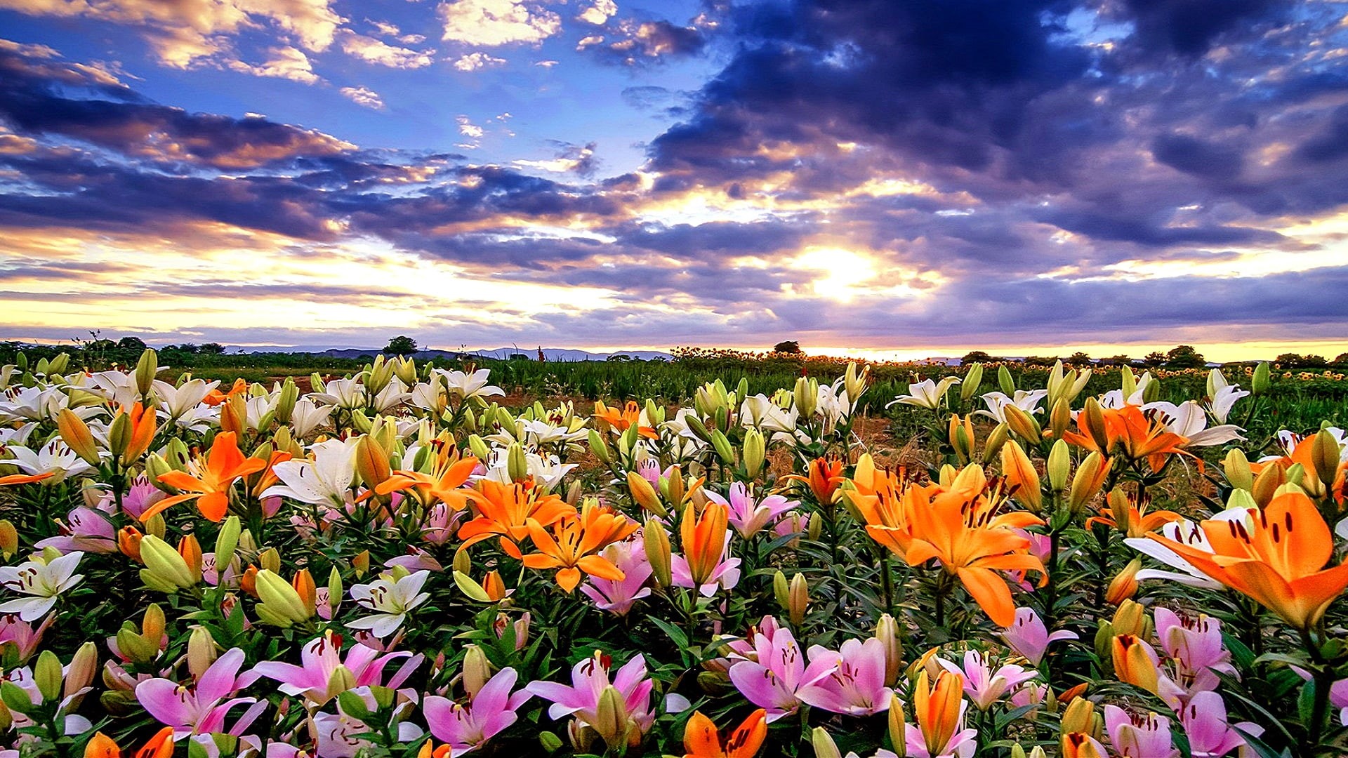 flower field, 1080P, meadow, field, flower, sky, wildflower, plant, landscape, flowering plant, flora, HD Wallpaper