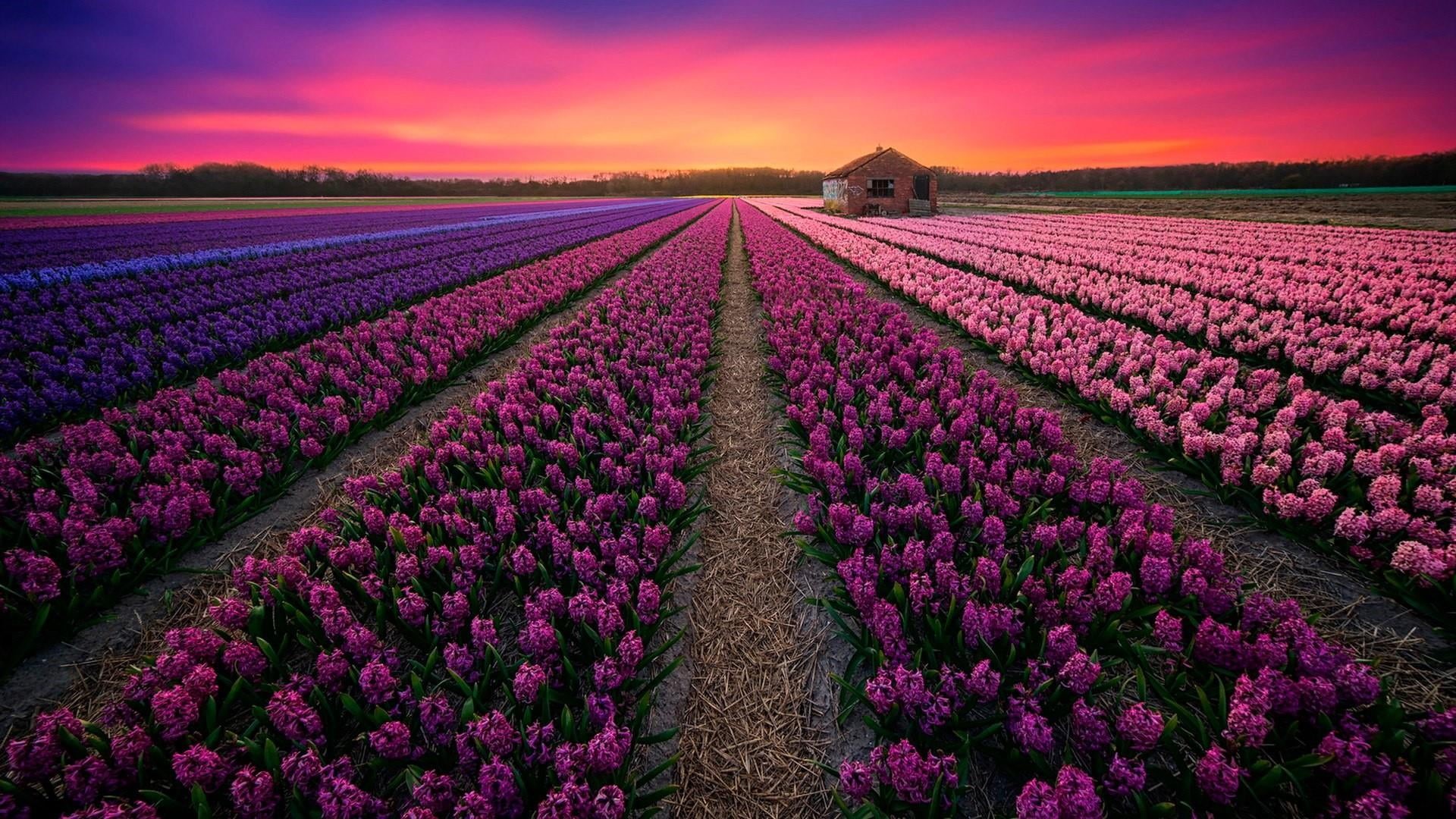 purple, sunlight, hyacinth field, flowering plant, flowerbed, rural scene, purple flowers, outdoors, dawn, no people, agriculture, sunset, nature, keukenhof, HD Wallpaper