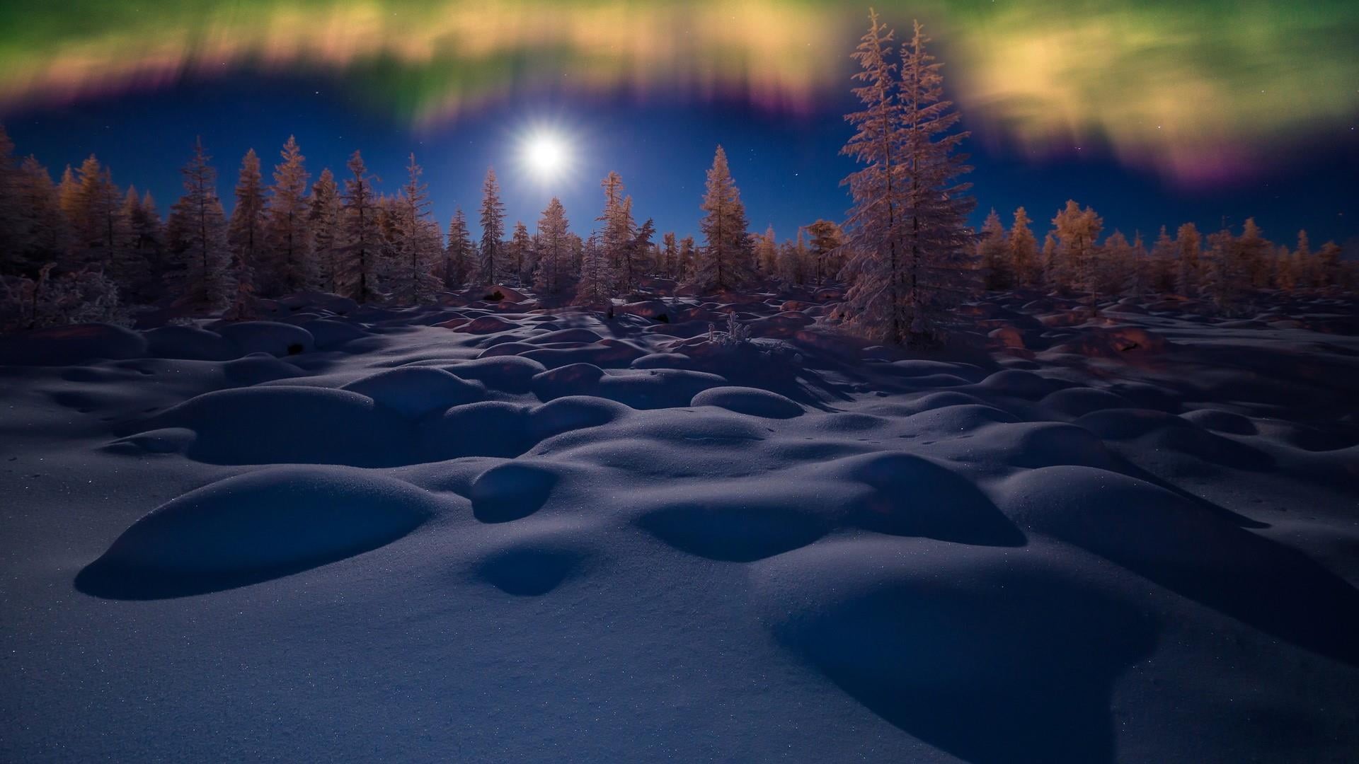 1080P, aurora, tranquil scene, night sky, no people, forest, scenics - nature, coniferous tree, plant, tree, tranquility, land, snow, nature, winter, night, HD Wallpaper