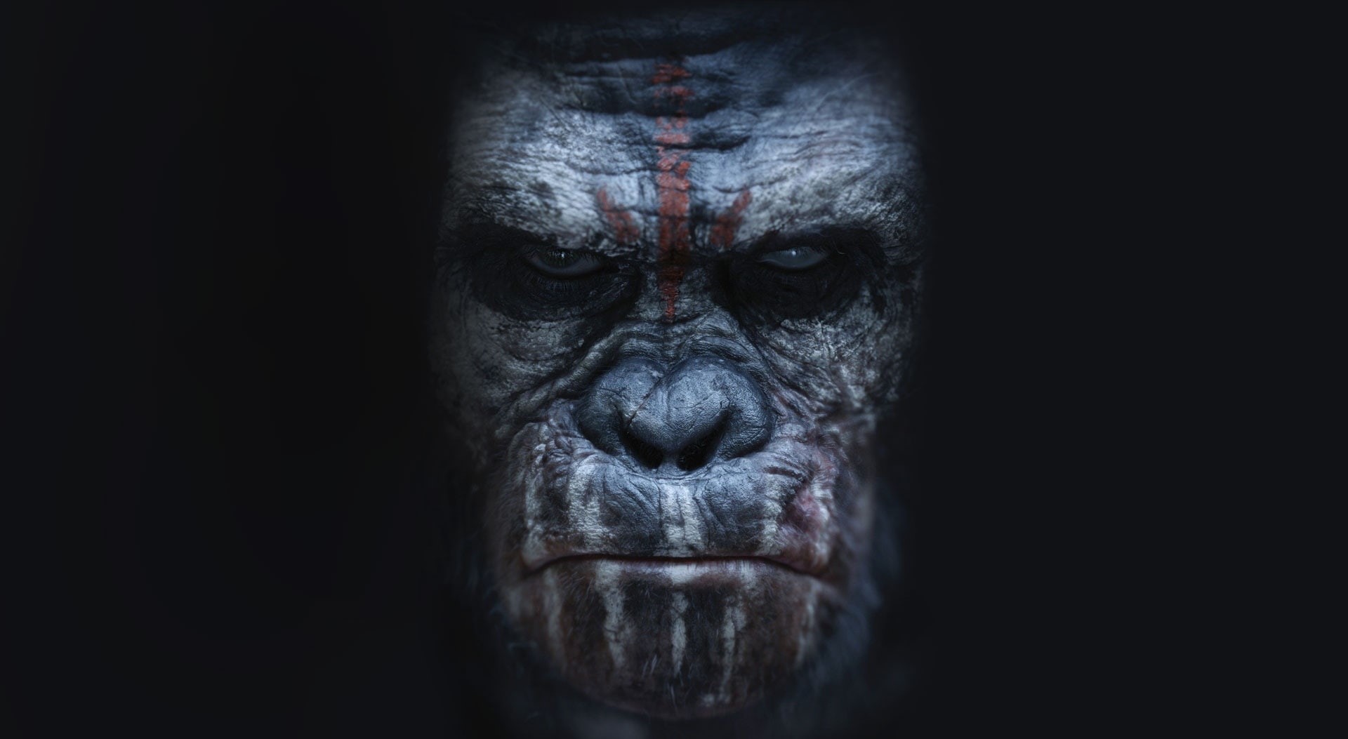 apes, animals in captivity, studio shot, portrait, Movies, planet of the apes, close-up, animal head, animals in the wild, 1080P, Bonobo, mammal, dark, HD Wallpaper