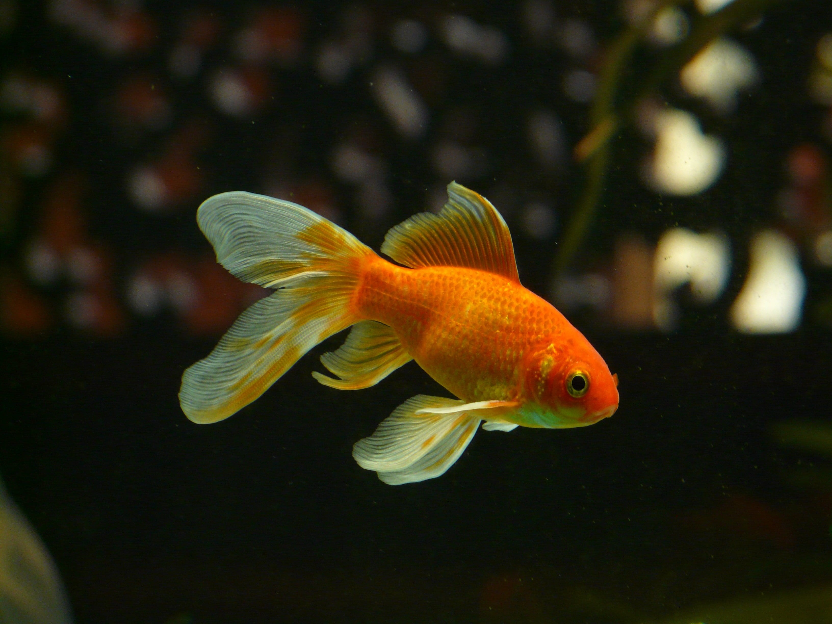 goldfish, indoors, no people, fin, white, focus on foreground, animals in the wild, freshwater fish, gold fish, underwater, animal, toy, animal wildlife, HD Wallpaper
