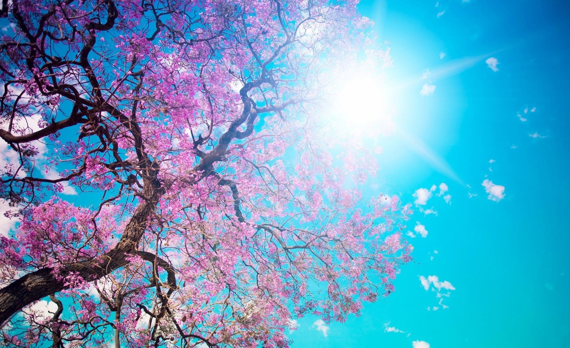 day, growth, lens flare, nature, flowering plant, branch, tree, pink color, outdoors, blue, cherry tree, sky, sun, blossom, low angle view, springtime, HD Wallpaper