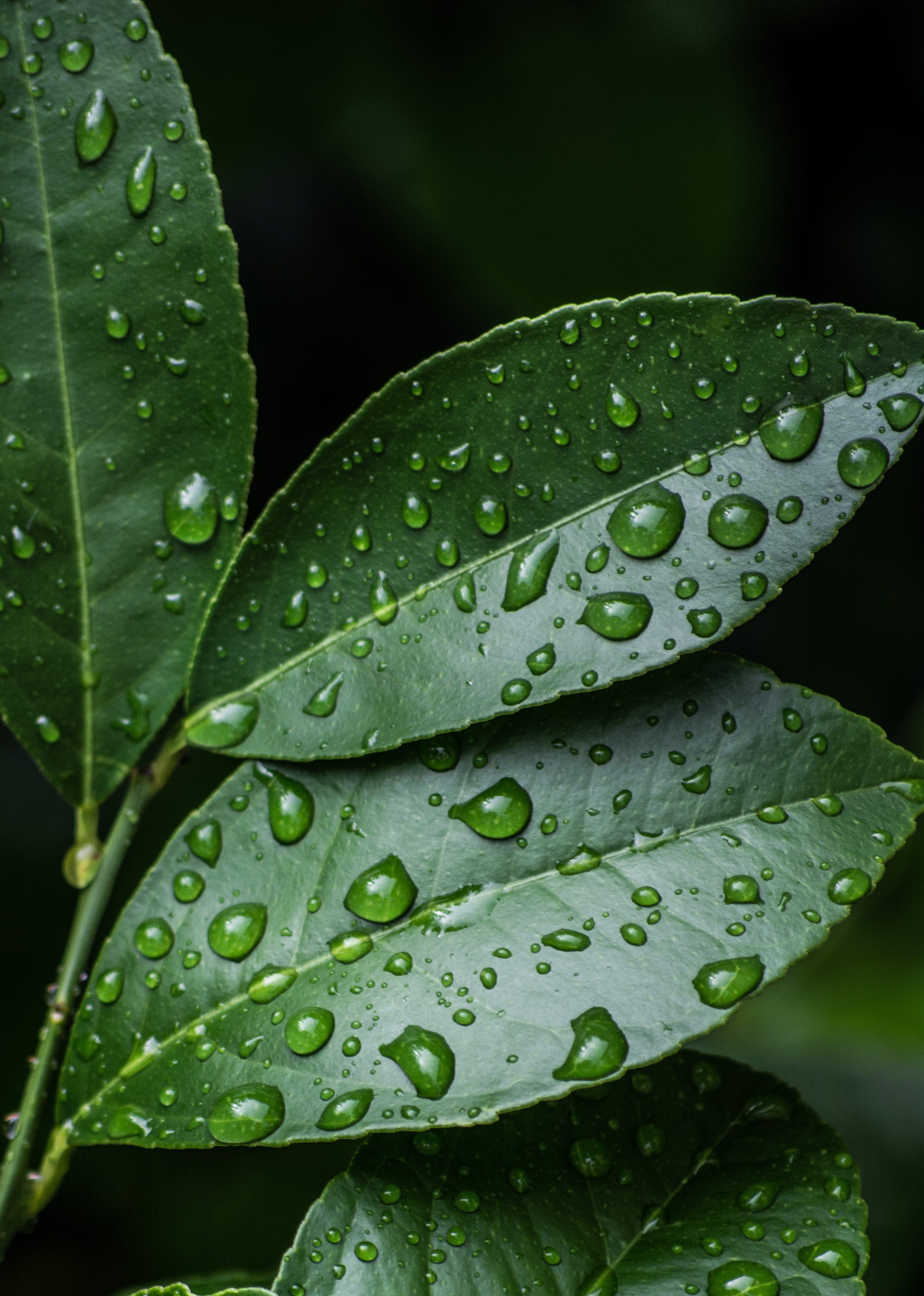 leaves, environment, day, nature, 4K, water, waterdrops, plant, drops of water, moisture, close-up, dew, leaf, freshness, outdoors, macro, raindrop, rainy season, Phone HD Wallpaper