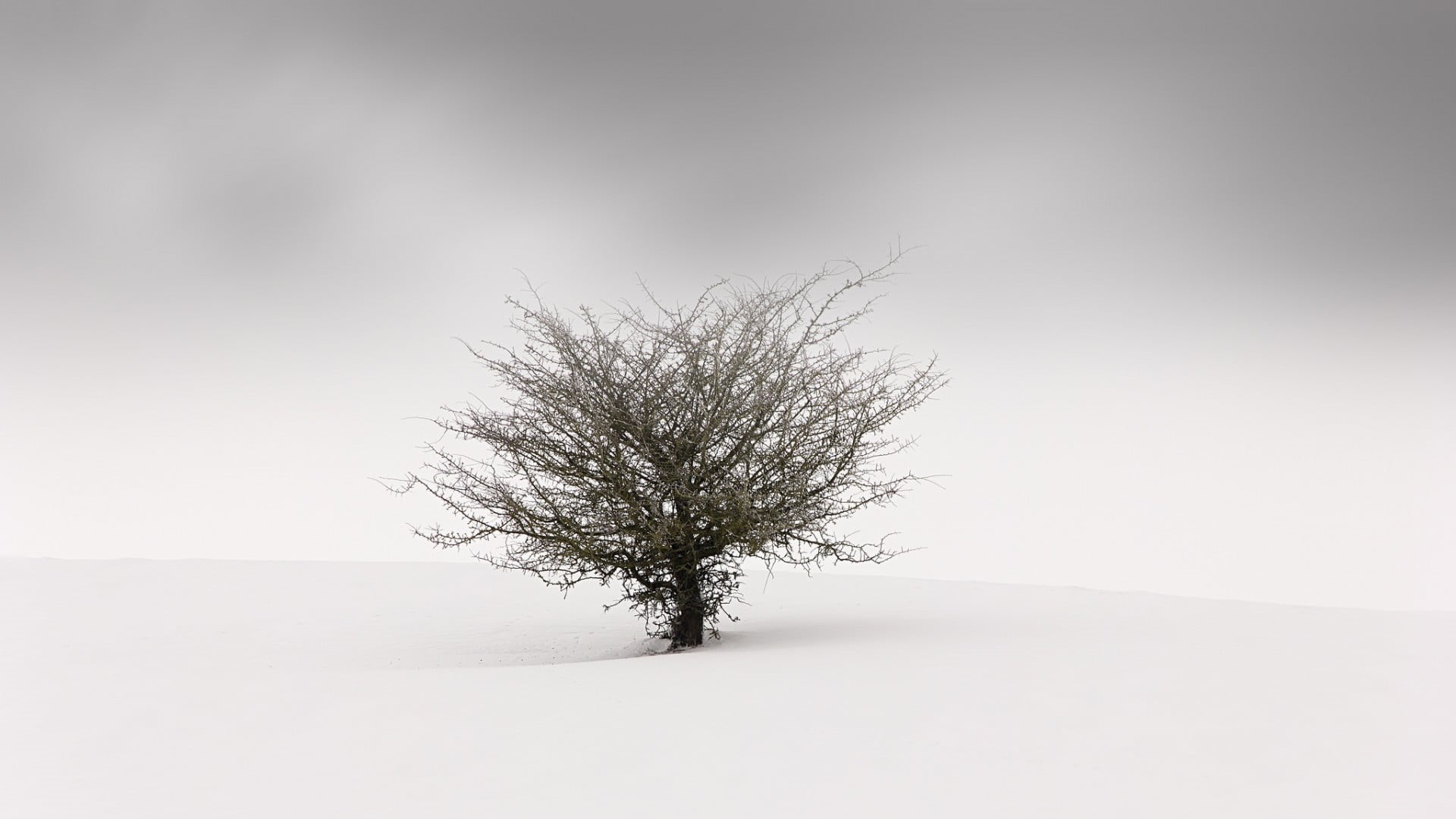 simple, nature, bare, brown, outdoors, landscape, tranquil scene, gray, mist, white, winter, 1080P, trees, minimalism, snow, tree, cold temperature, scenics - nature, HD Wallpaper