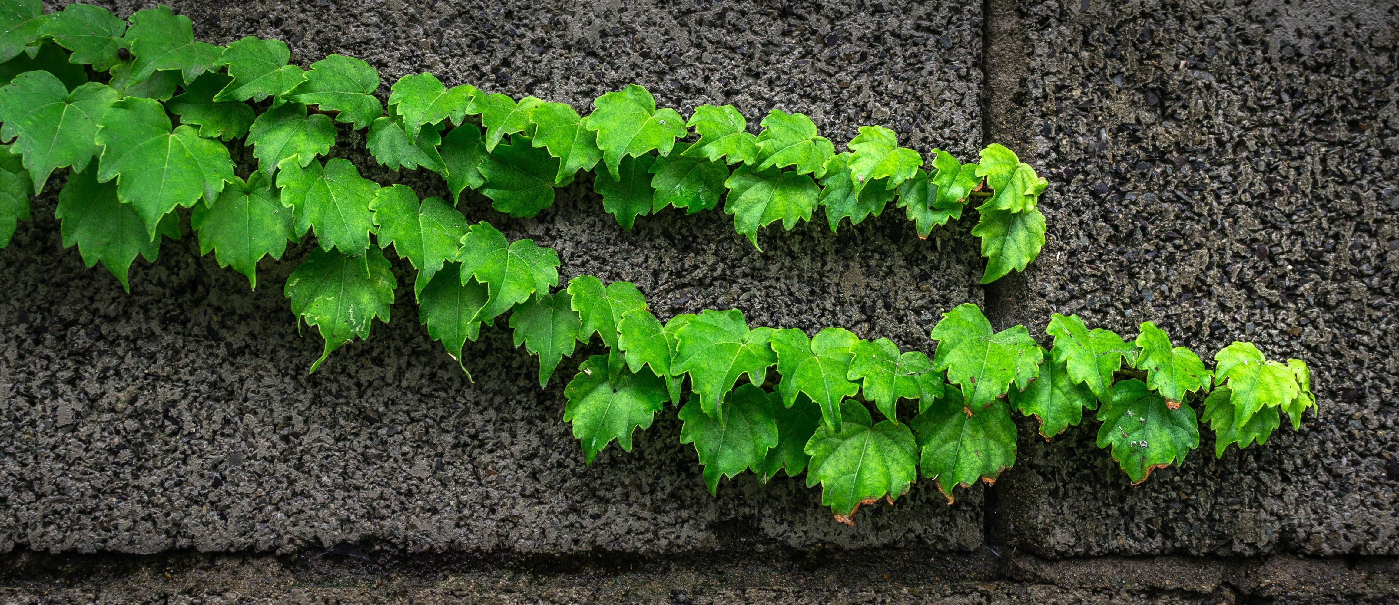 freshness, state of the union, growth, damme, ivy, texture, wild, textured, close-up, plants, cement, leaf, high angle view, creeper plant, outdoors, day, HD Wallpaper