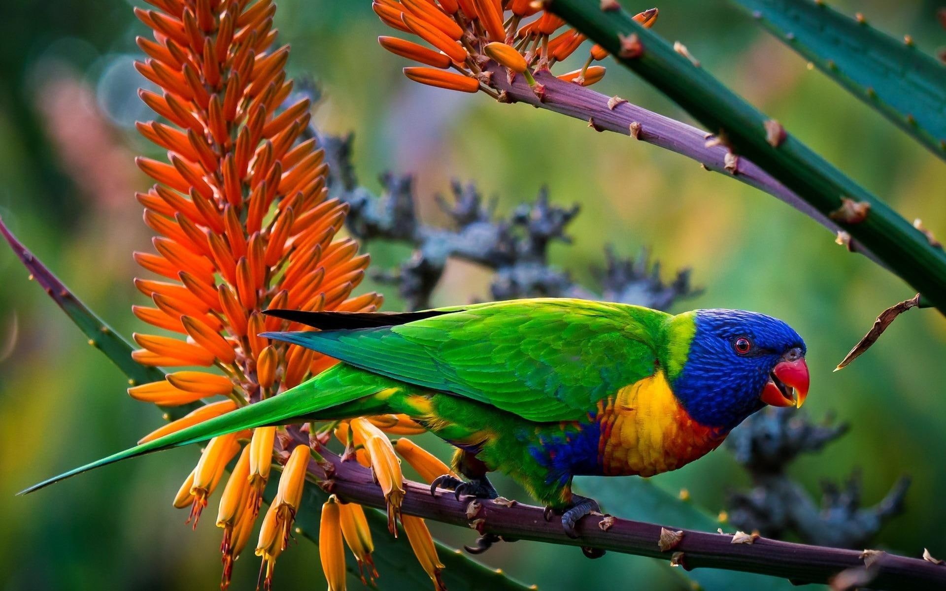 multicolored, 1080P, color, animals, parrot, multi, HD Wallpaper
