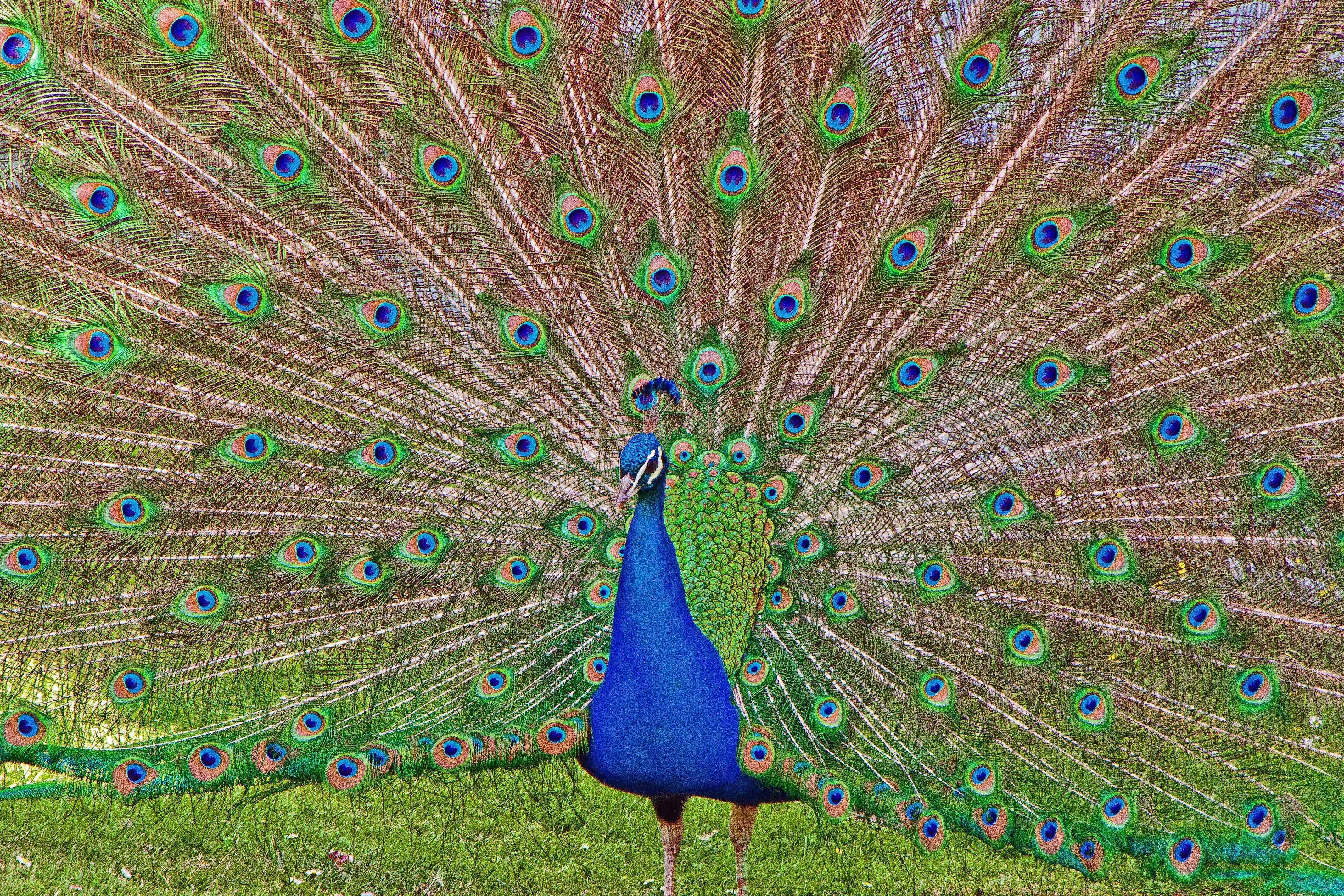 vibrant Color, 4K, animal wildlife, feather, elegance, nature, no people, fanned out, multi Colored, bird, tail, animal themes, beak, blue, green Color, HD Wallpaper