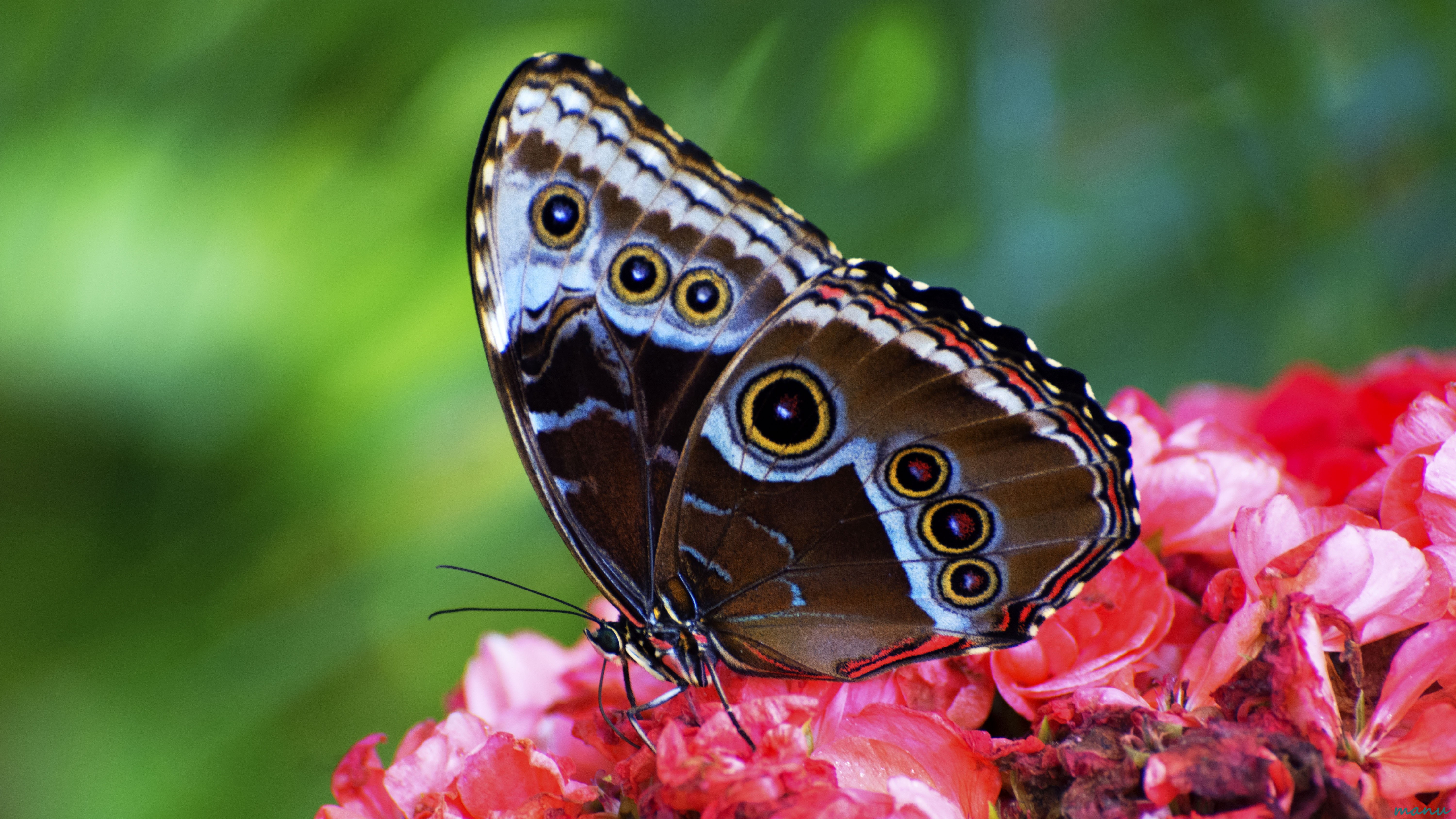 5K, close-up, beauty In Nature, animal Wing, brown, insect, animal, nature, butterfly, red, summer, flower, black, multi Colored, butterfly - Insect, HD Wallpaper