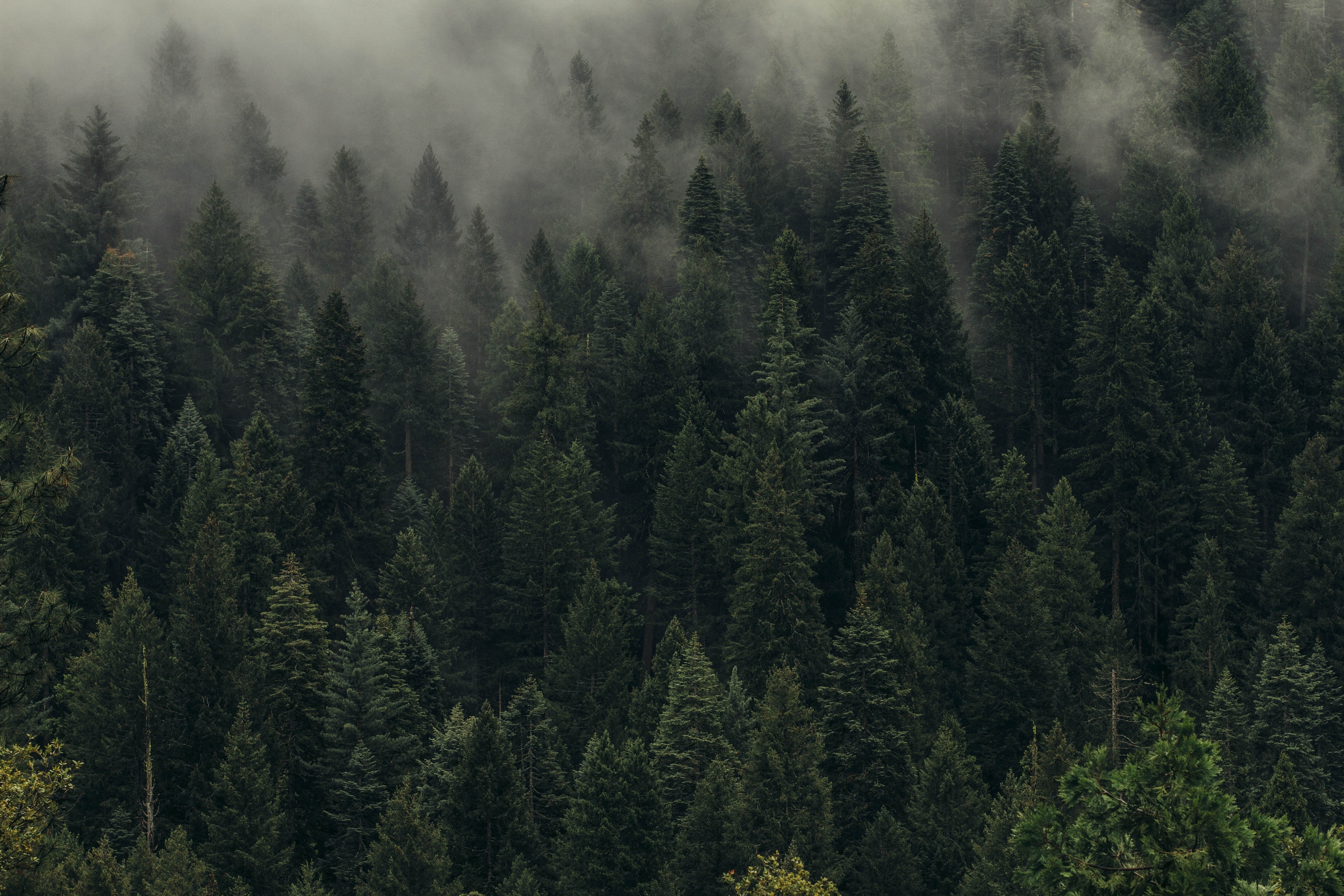 green color, beauty in nature, no people, Trees, woodland, nature, Shroud, land, pinaceae, tranquility, tree, Green, evergreen tree, 5K, growth, fir tree, HD Wallpaper