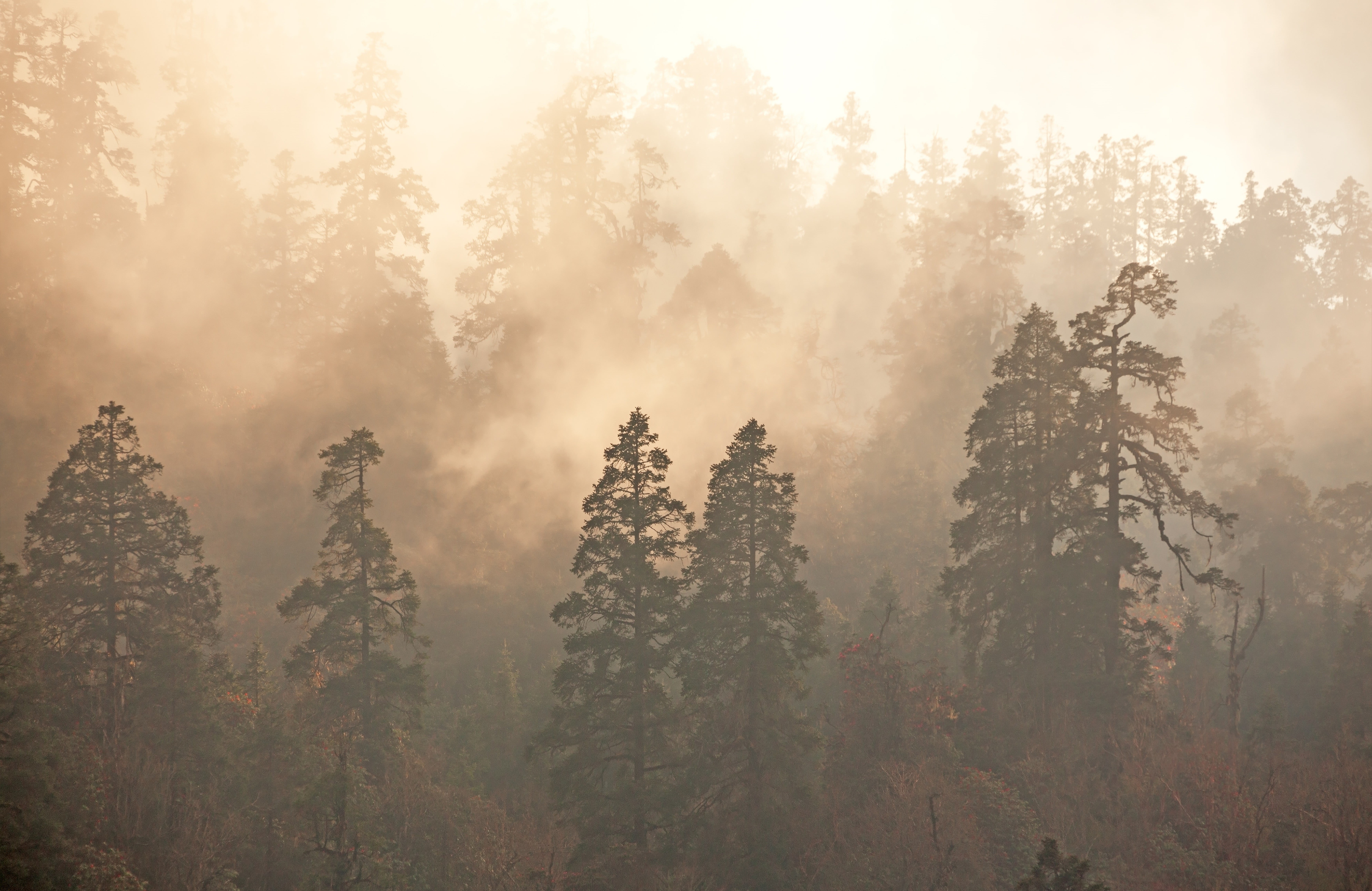 beauty in nature, tranquil scene, fog, 5K, no people, environment, outdoors, morning, growth, nature, sky, scenics - nature, forest, tree, land, landscape, HD Wallpaper