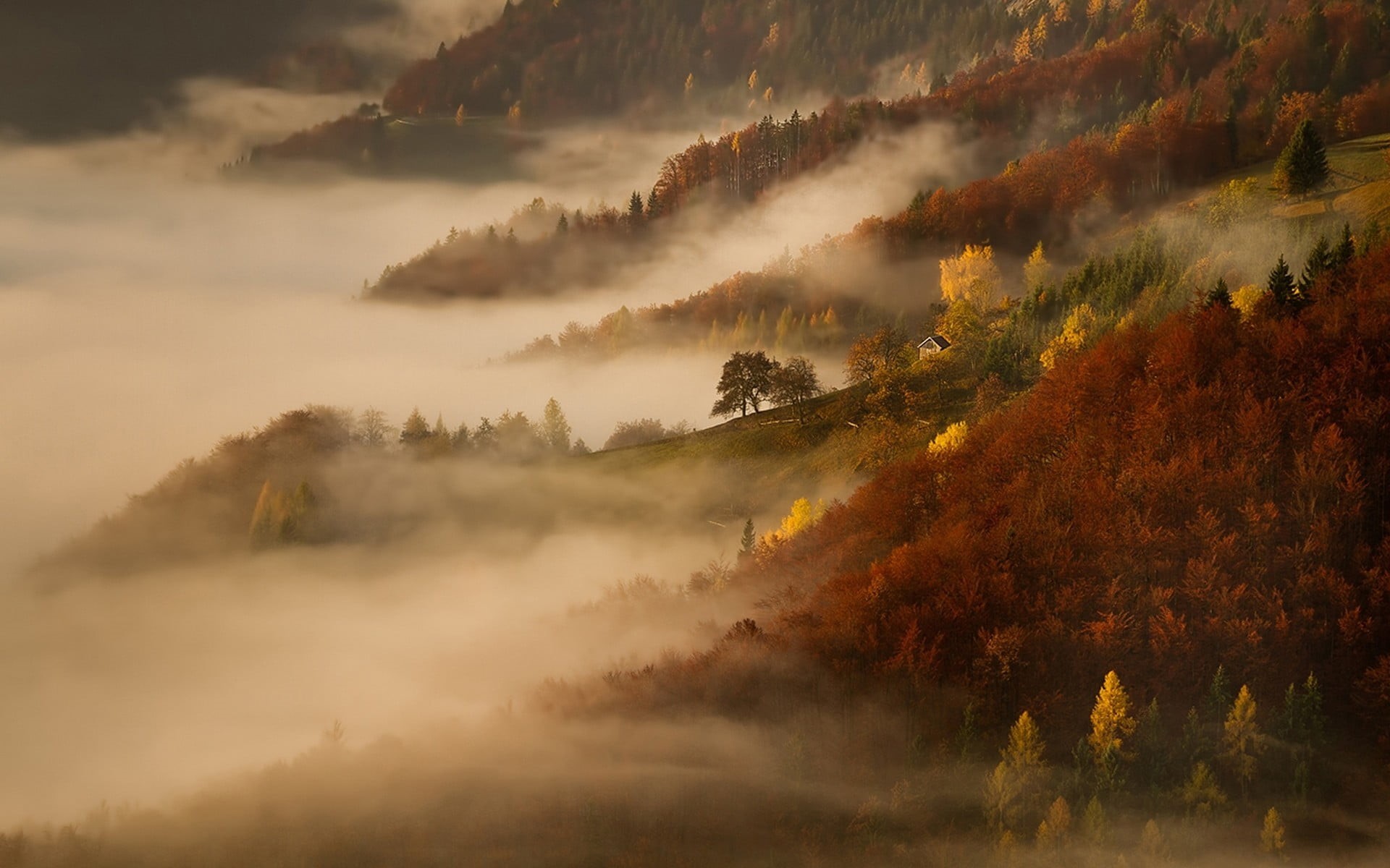 nature, outdoors, hazy, yellow, tranquility, non-urban scene, change, plant, autumn, 1080P, cloud - sky, no people, morning, forest, land, trees, autumn collection, HD Wallpaper