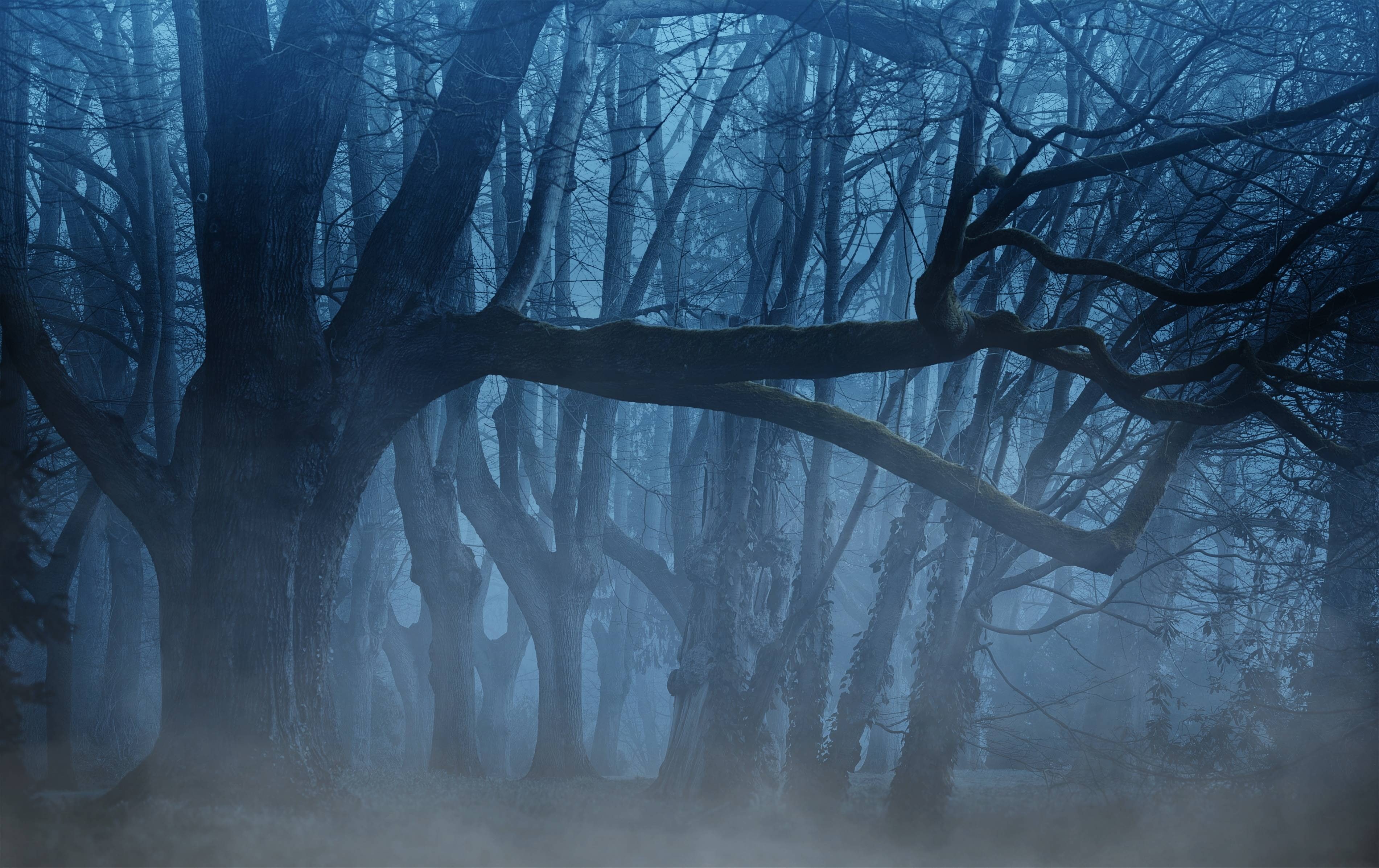 aesthetic, trees, background, fog, forest, weird, 2K, HD Wallpaper