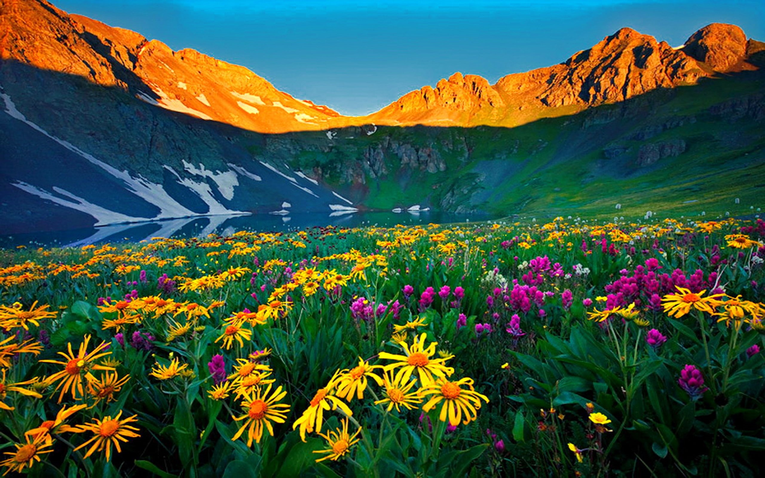 flowers, wildflowers, 2K, rocky, alpine, nature, colorado, mountains, hd, HD Wallpaper