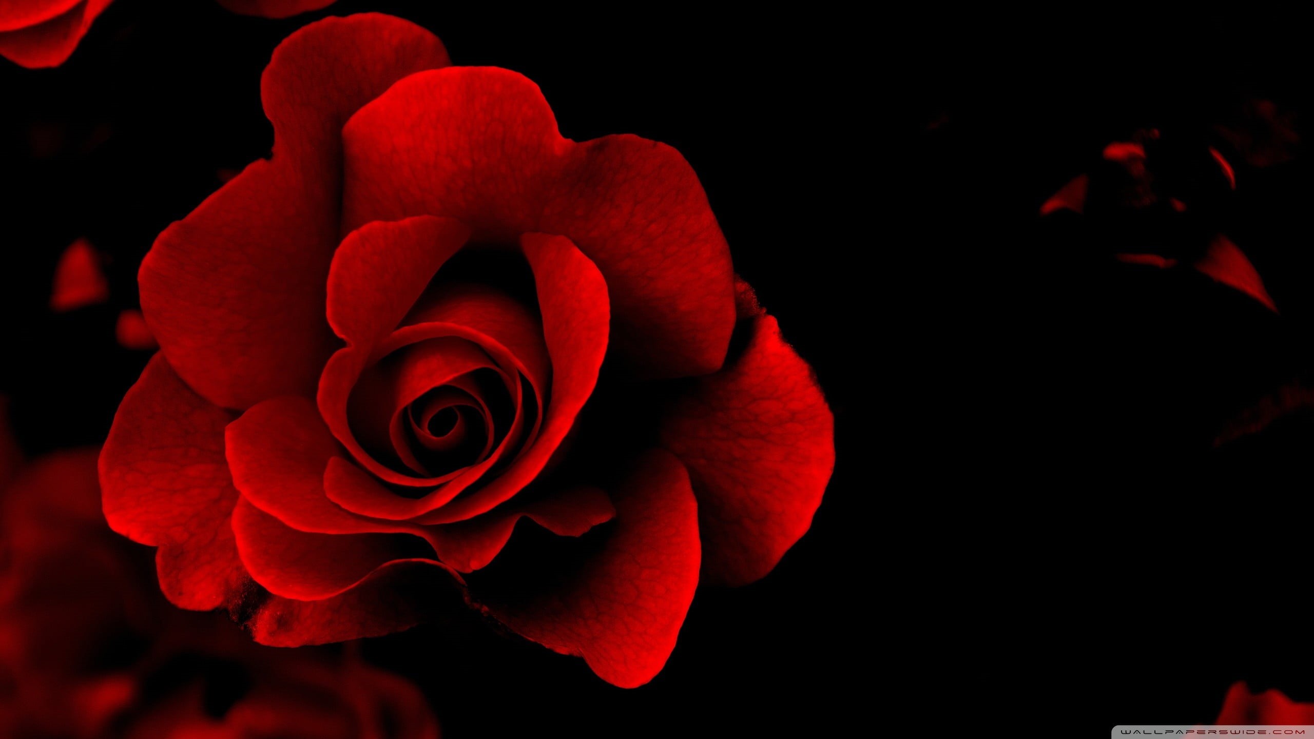 bouquet, no people, flowering plant, rose, plant, close-up, black background, fragility, flower, valentines day - holiday, 2K, freshness, vulnerability, HD Wallpaper