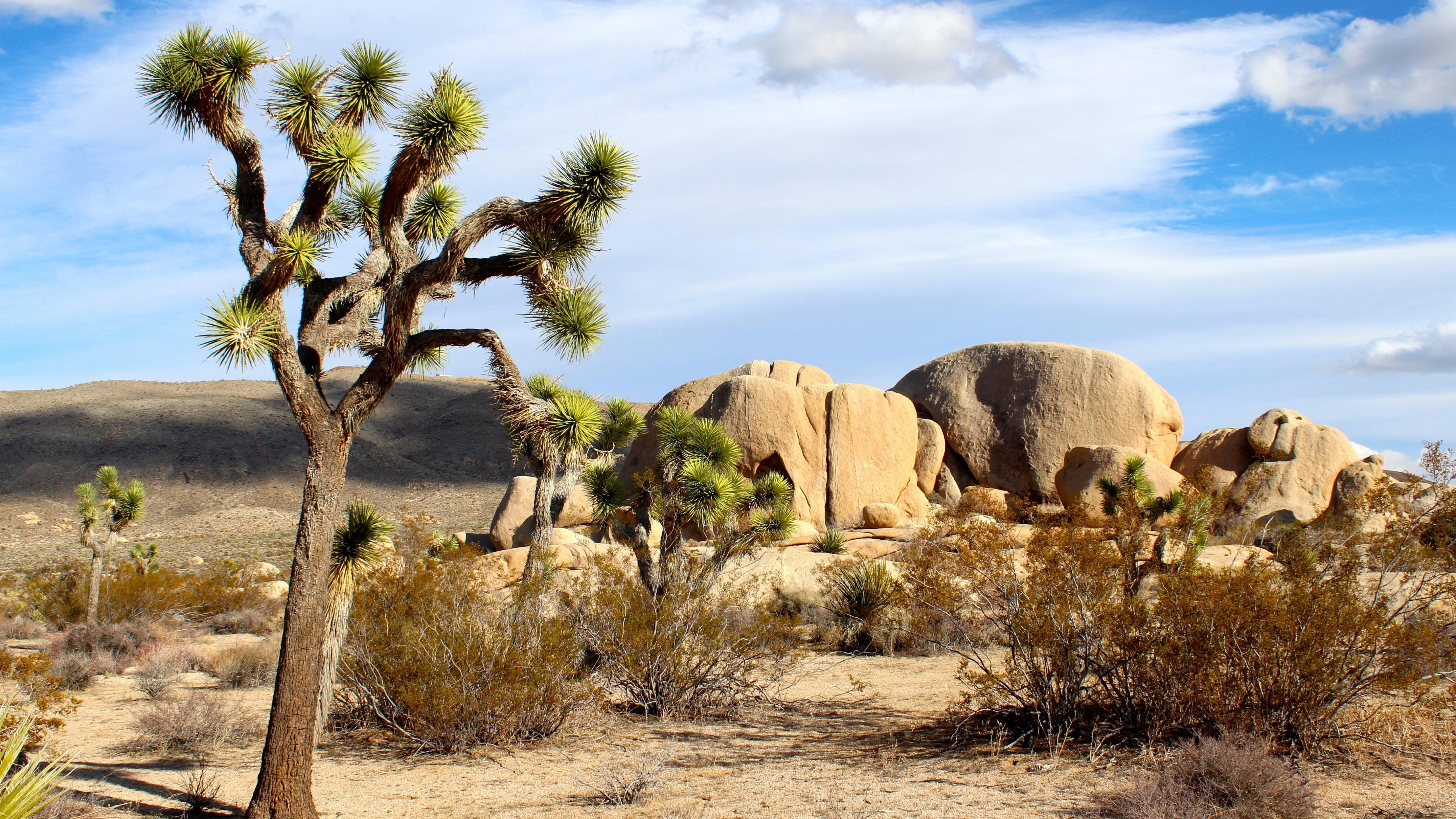 rock formation, united states, joshua tree national park, 5K, badlands, california, sky, landscape, wilderness, rock, mojave desert, shrubland, tree, desert, HD Wallpaper