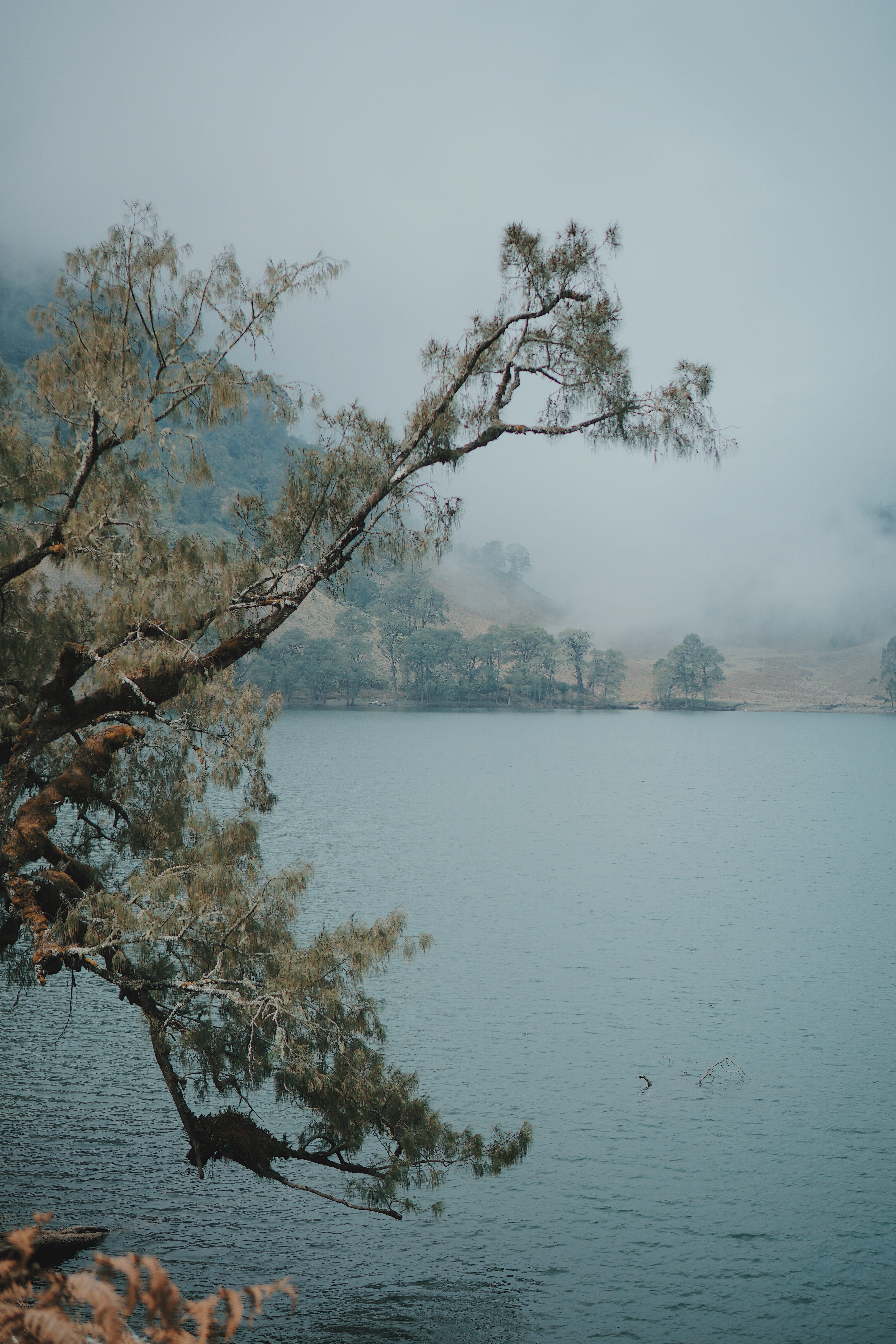 sky, no people, beauty in nature, animals in the wild, vertebrate, day, animal, plant, tranquility, semeru, nature, mountain, tree, tranquil scene, waterfront, Phone HD Wallpaper