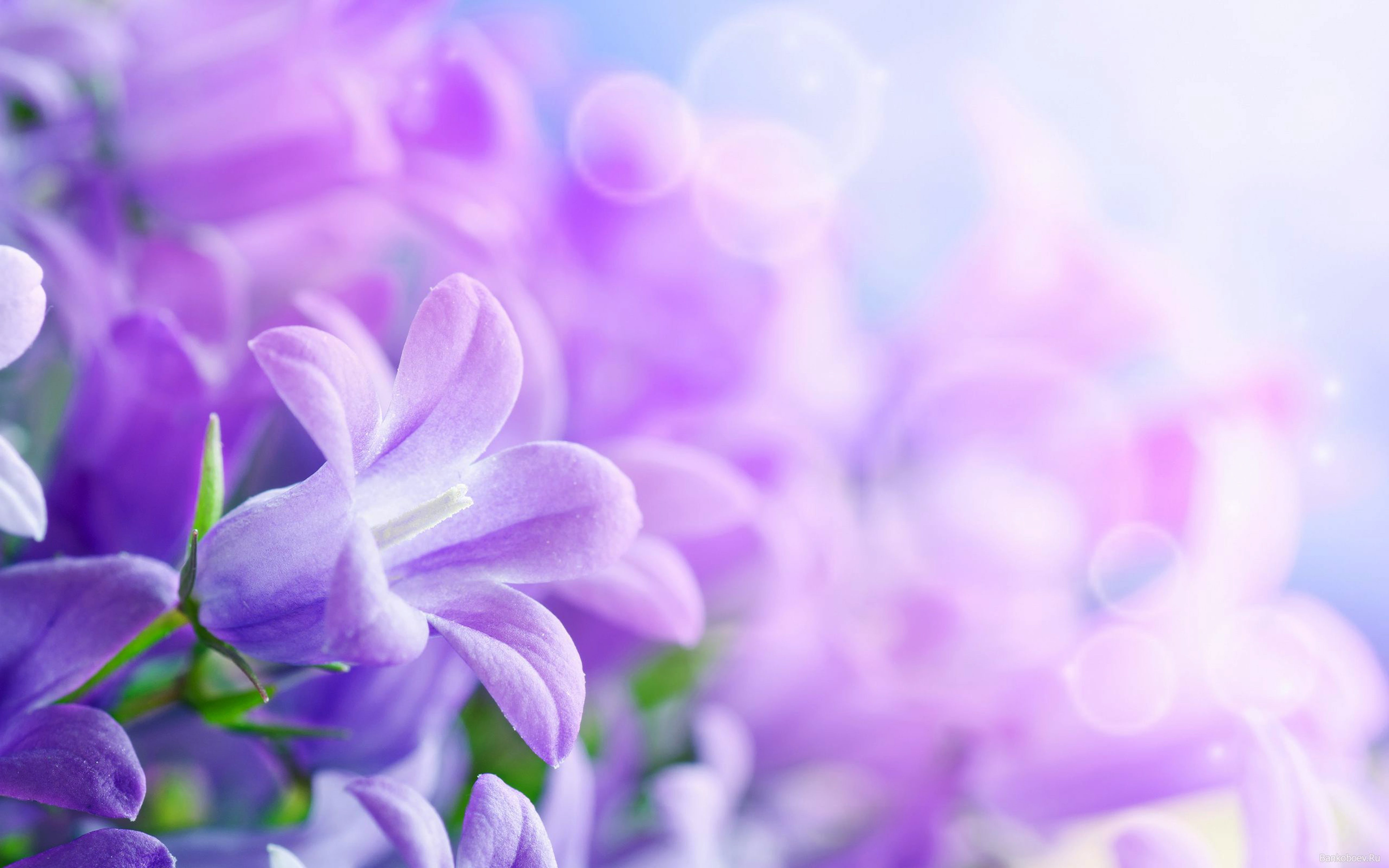  hd, 5K, desktop, purple, flowers, HD Wallpaper
