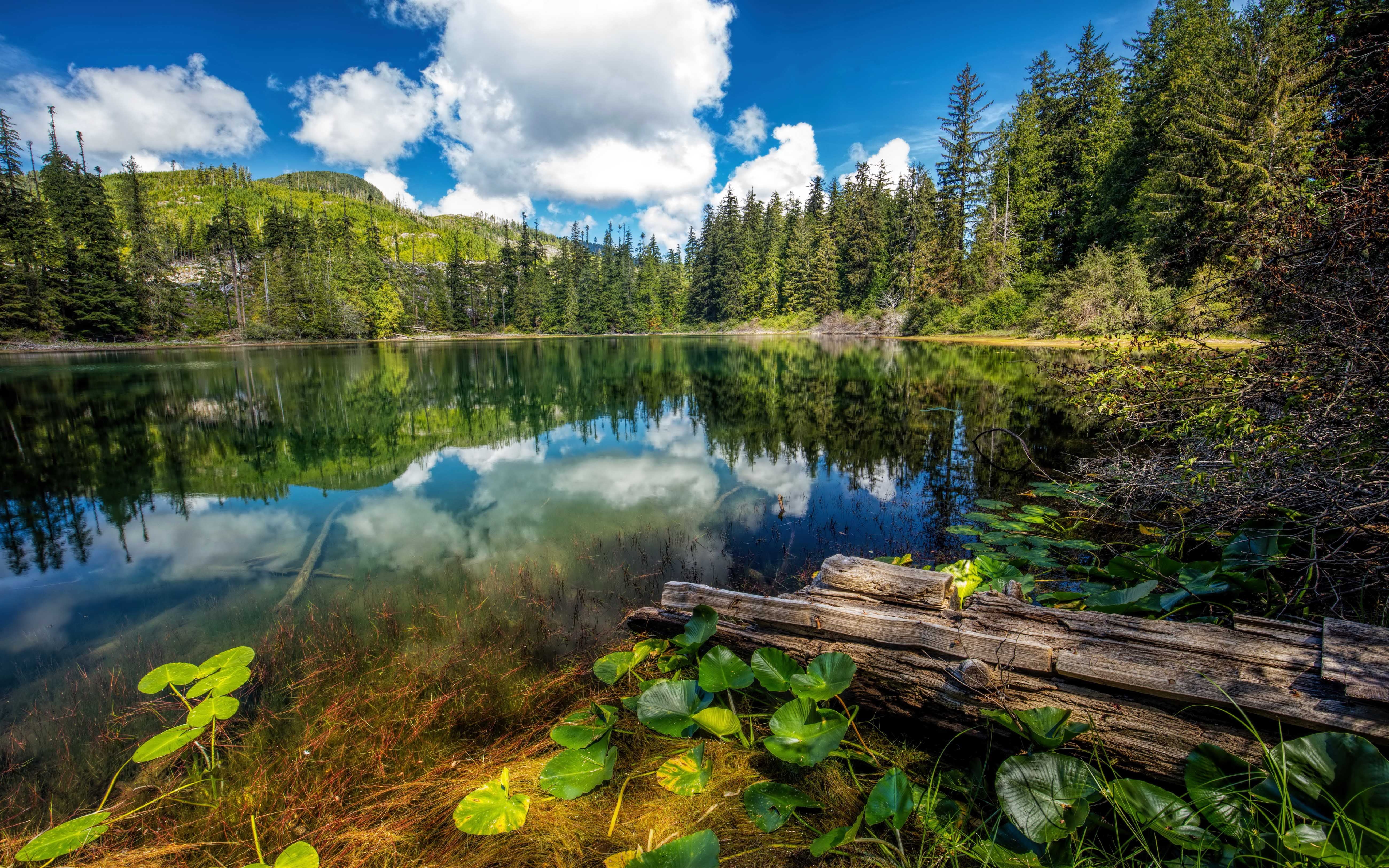 landscape, scenics - nature, forest, woodland, reflection, hadikin, vancouver, day, non-urban scene, park, reflection lake, lake, 5K, tranquil scene, tree, HD Wallpaper