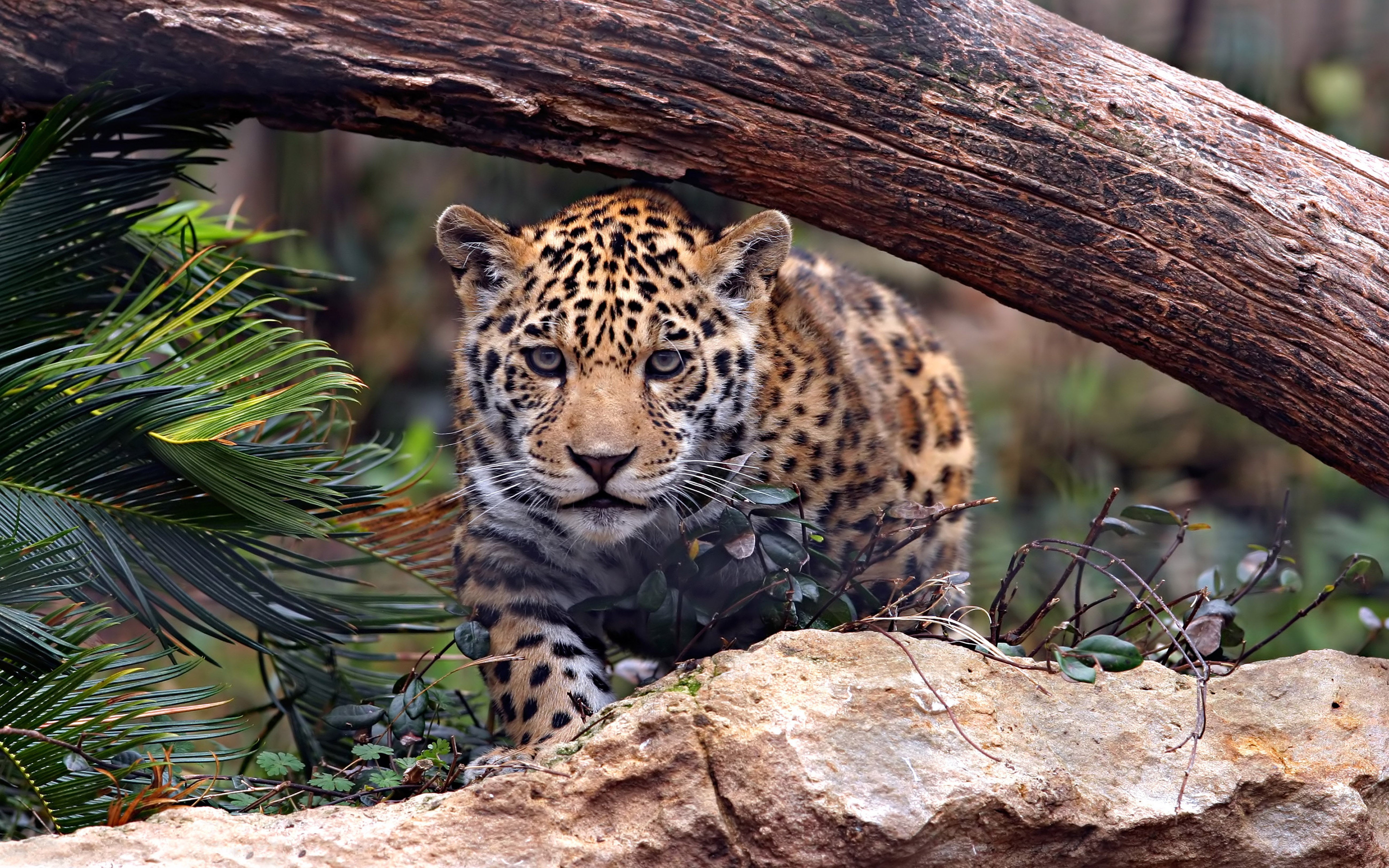 predator, desktop, mobile, uhd, phones, 5K, k, animals, cat, wild, jaguar, HD Wallpaper