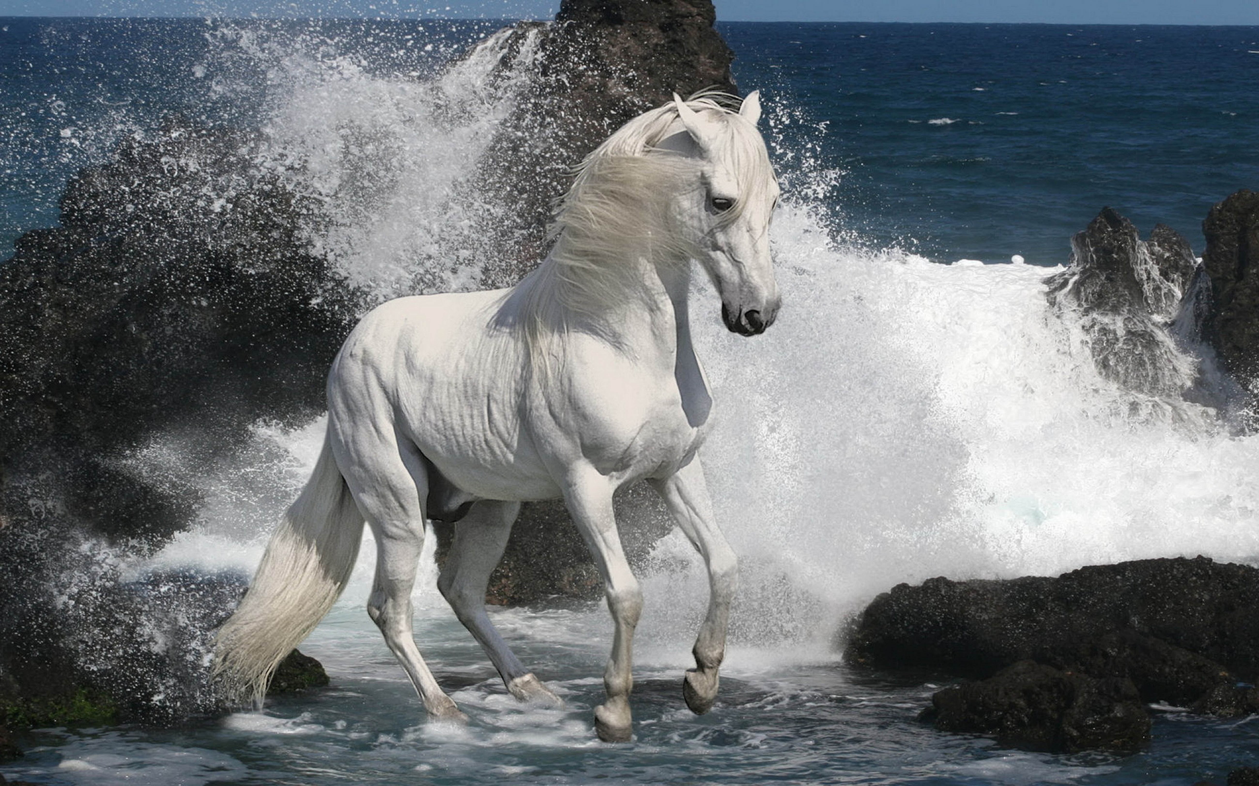 motion, splashing, one animal, spraying, wave, power in nature, horse, rock, flowing water, hd, mammal, animal, waves, widescreen, outdoors, solid, HD Wallpaper