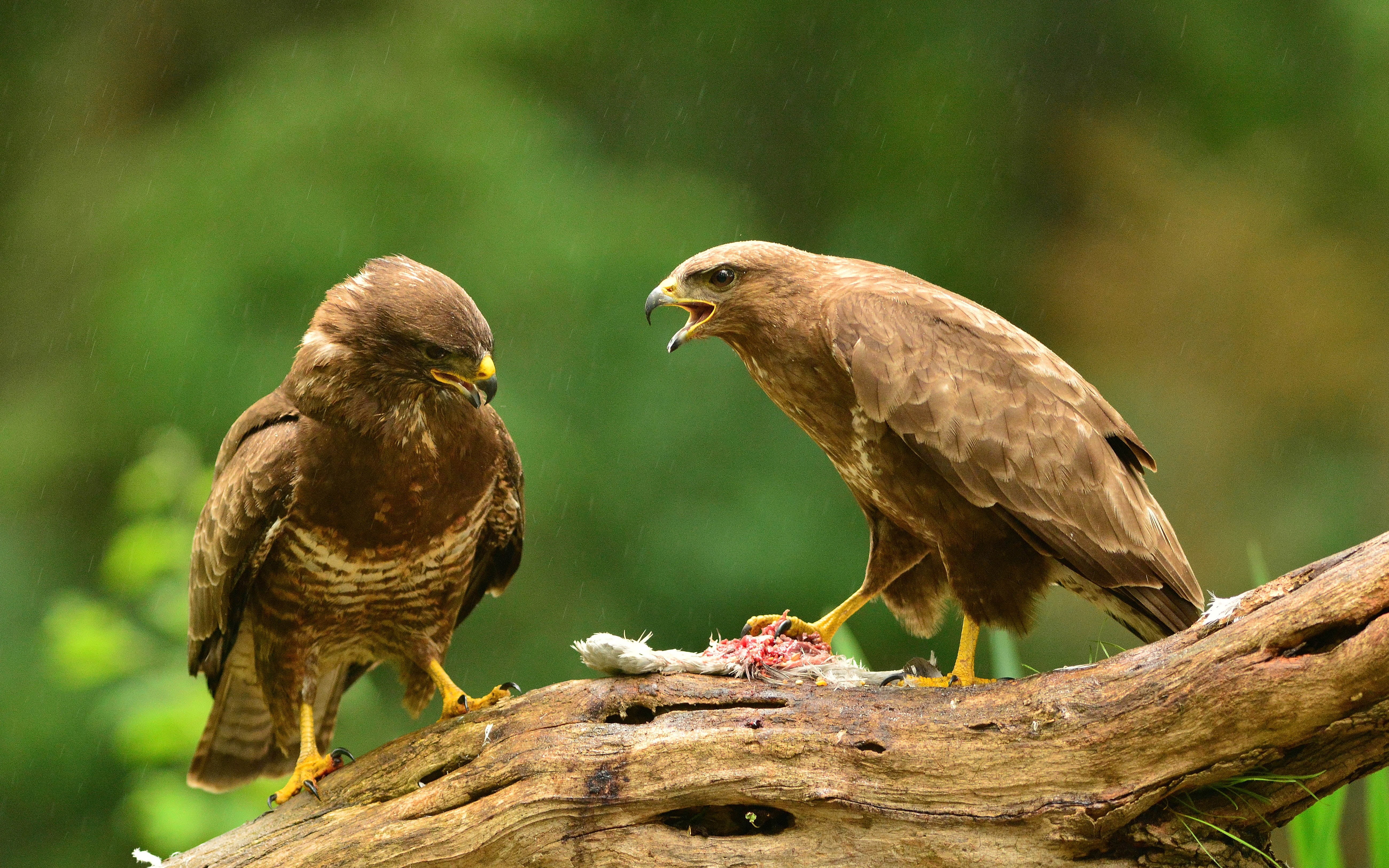 zoology, outdoors, no people, nature, plant, desktop, day, two animals, prey, computer, vertebrate, group of animals, tree, hd, animal wildlife, perching, HD Wallpaper