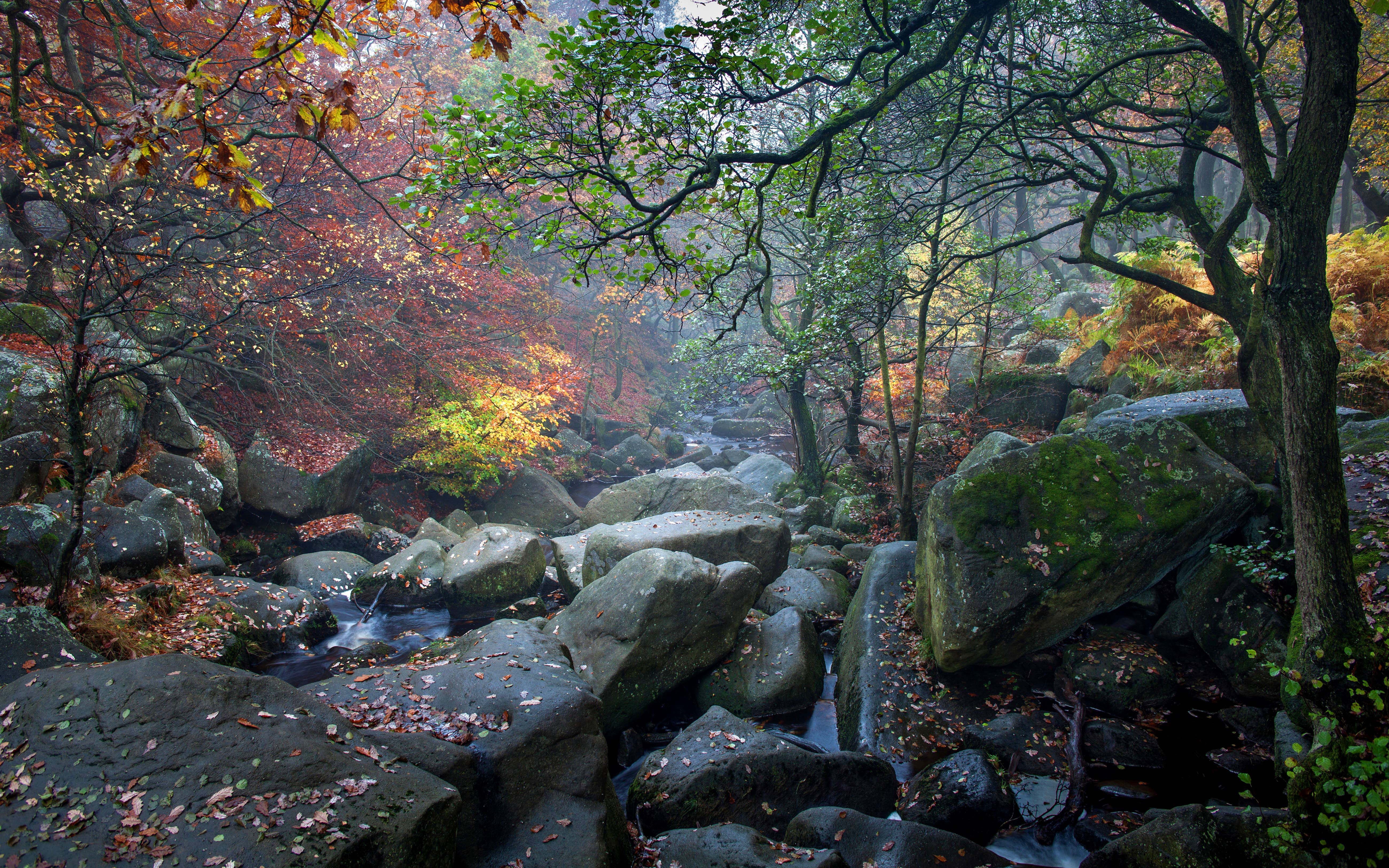 pc, dol, land, autumn collection, water, 5K, day, woodland, rock, leaves, nature, trees, scenics - nature, stream - flowing water, tranquil scene, desktop, HD Wallpaper