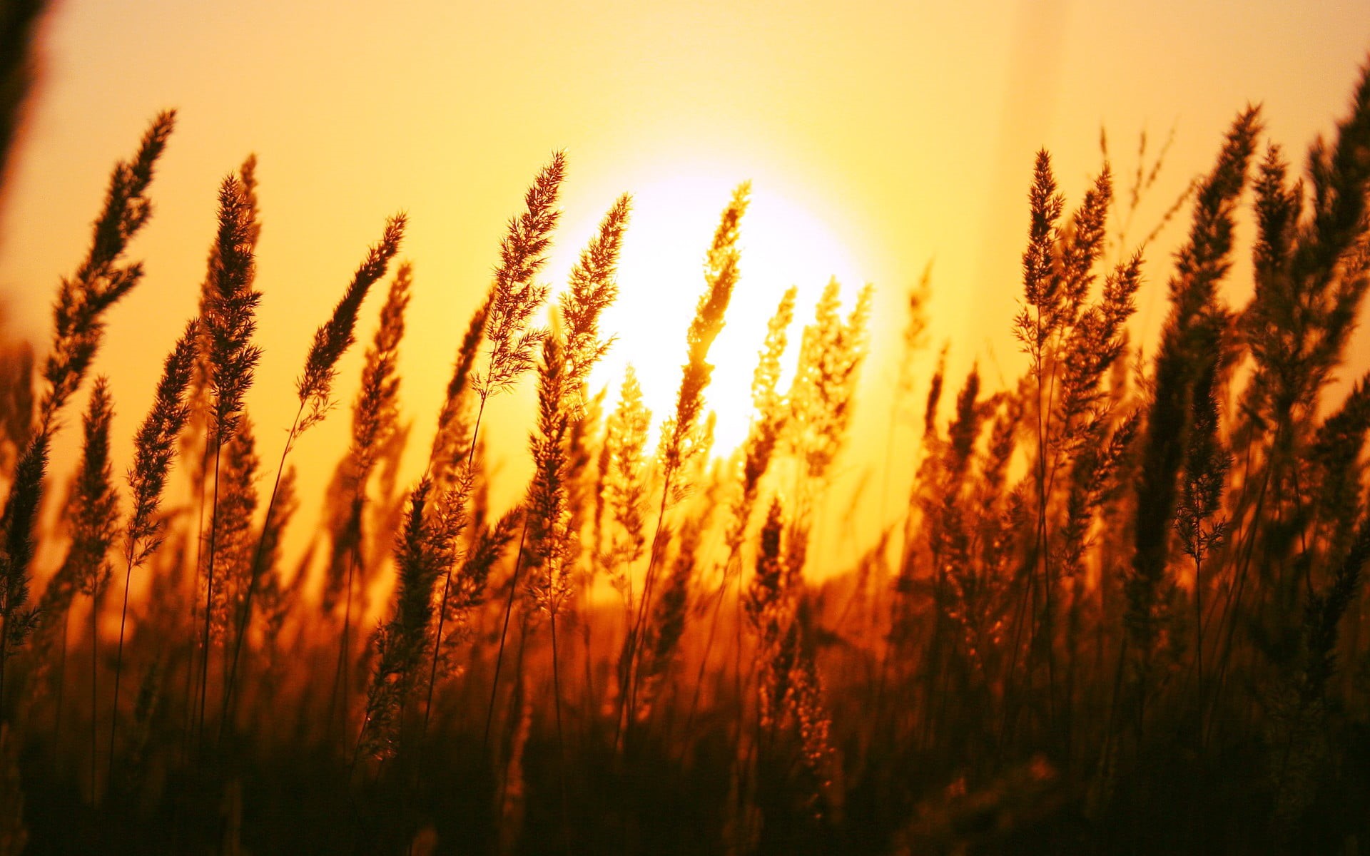 landscape, scenics, springtime, non-Urban Scene, beauty In Nature, meadow, day, silhouette, field, stem, season, sunny, sunlight, backgrounds, vibrant Color, HD Wallpaper