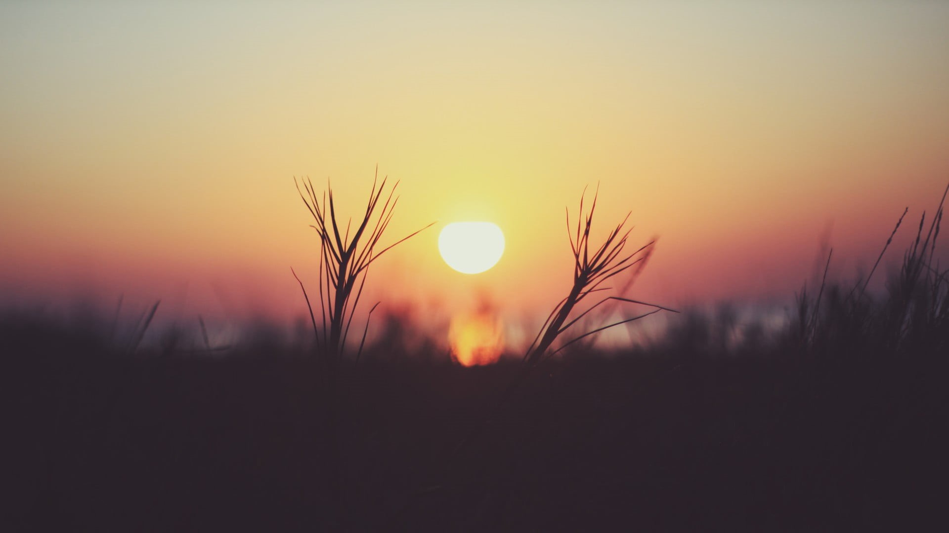 sunrise - Dawn, summer, meadow, land, orange Color, Sun, rural Scene, tranquil Scene, macro, sky, no people, stalk, growth, silhouette, romantic sky, tree, HD Wallpaper