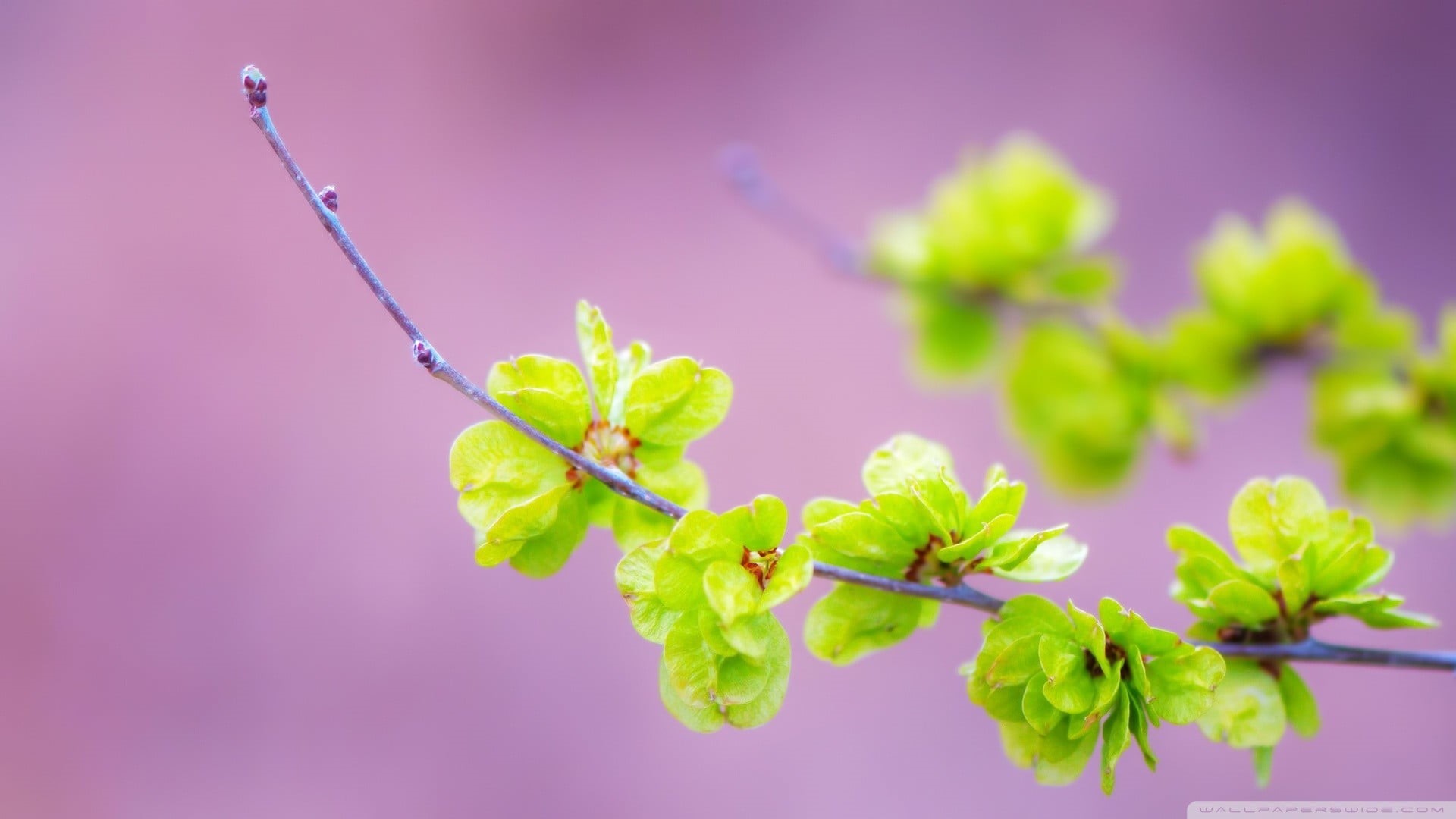 selective focus, plant, nature, macro, plant part, leaf, vulnerability, purple, green, close-up, 1080P, outdoors, leafed, beauty in nature, flowering plant, HD Wallpaper