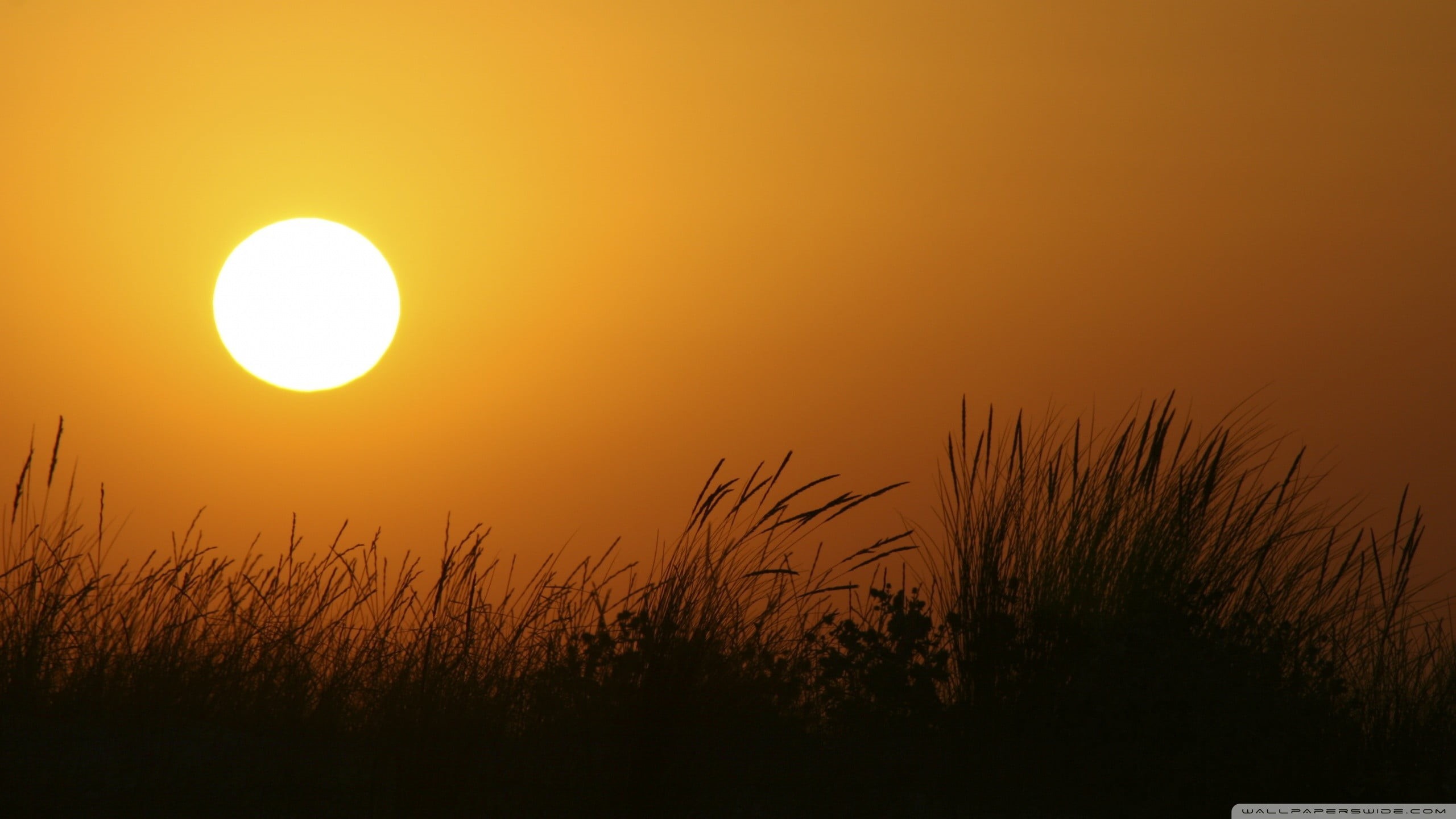 plants, 2K, idyllic, beauty in nature, sun, sunset, scenics - nature, land, sky, orange color, no people, landscape, grass, non-urban scene, silhouette, HD Wallpaper